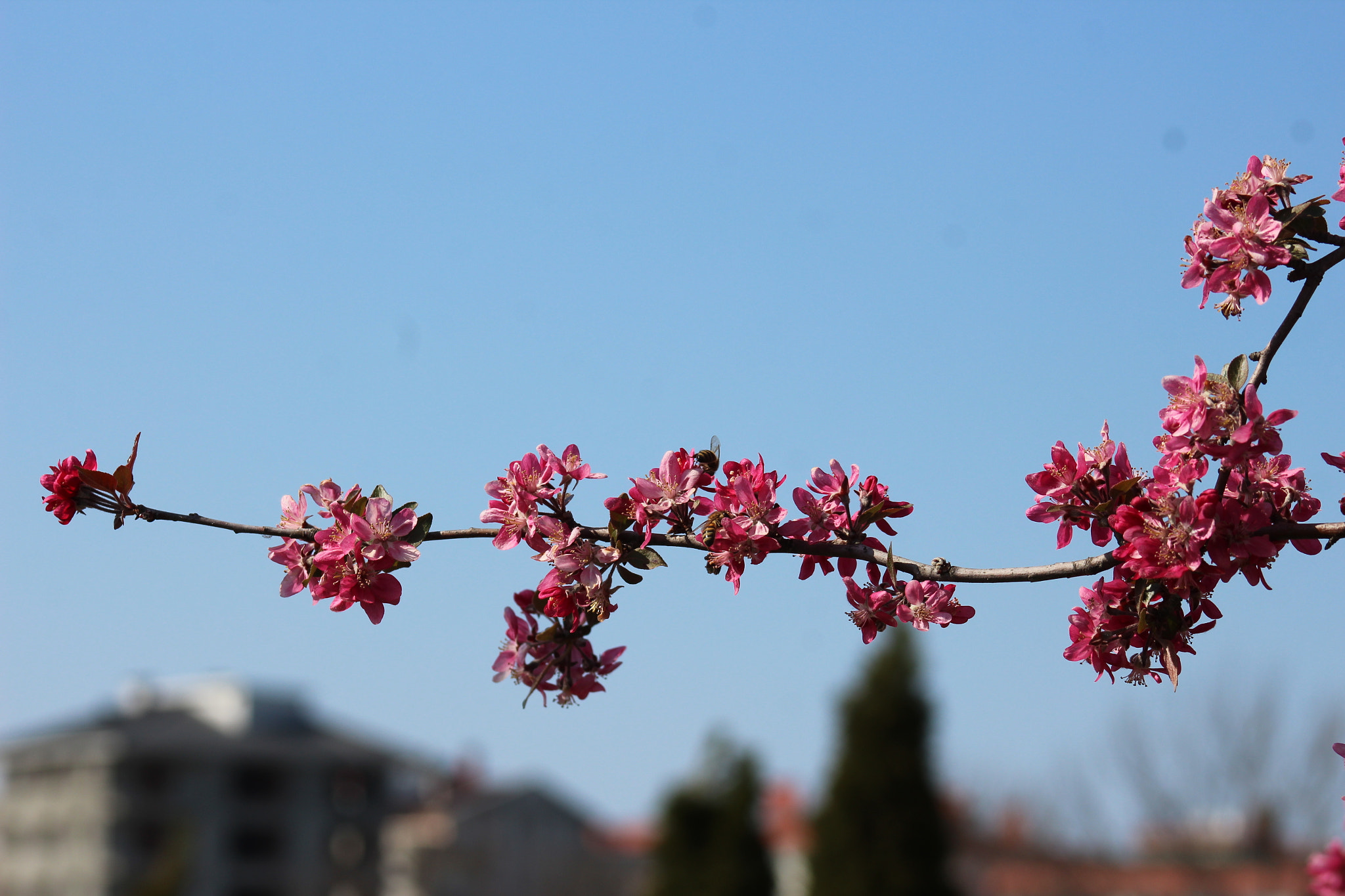 Canon EOS 1200D (EOS Rebel T5 / EOS Kiss X70 / EOS Hi) + EF75-300mm f/4-5.6 sample photo. Flovers photography