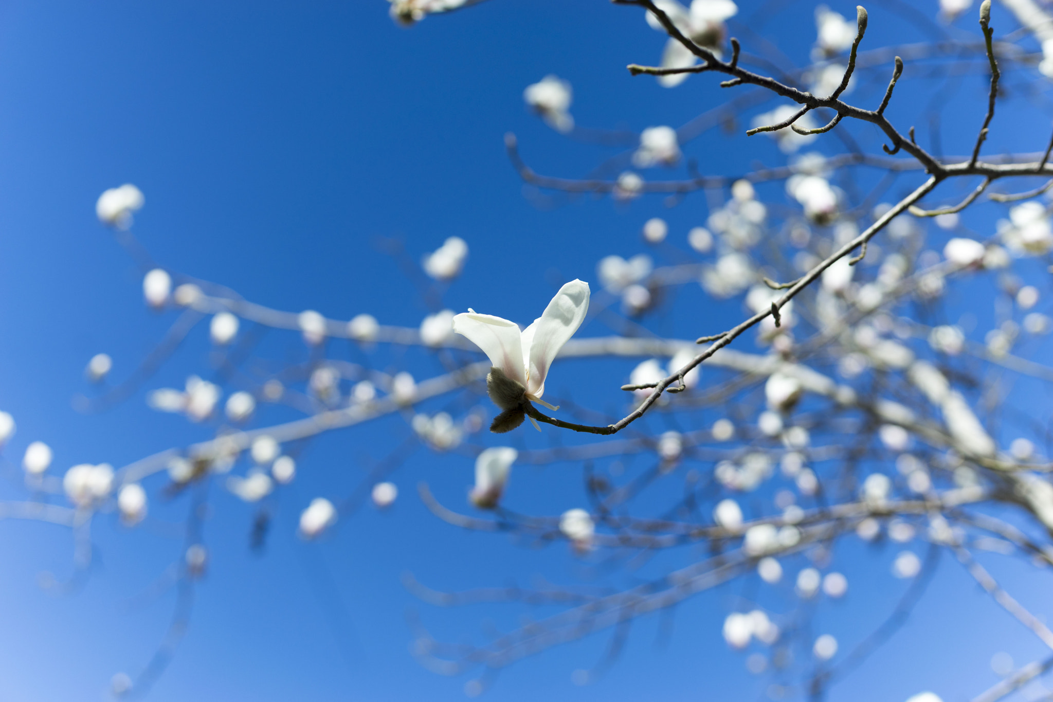 FE 50mm F1.8 ZA sample photo. Follower photography