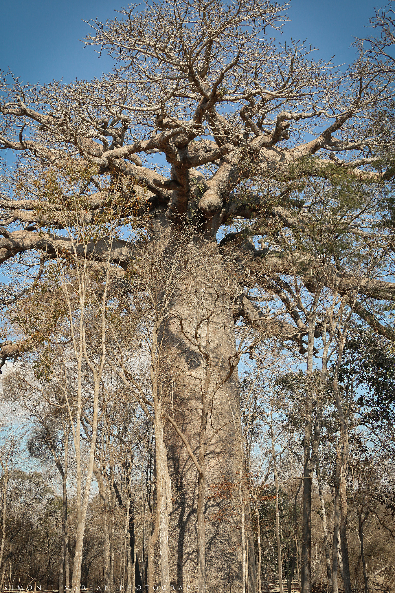 Canon EF 24-105mm F4L IS USM sample photo. Branches and shadows photography