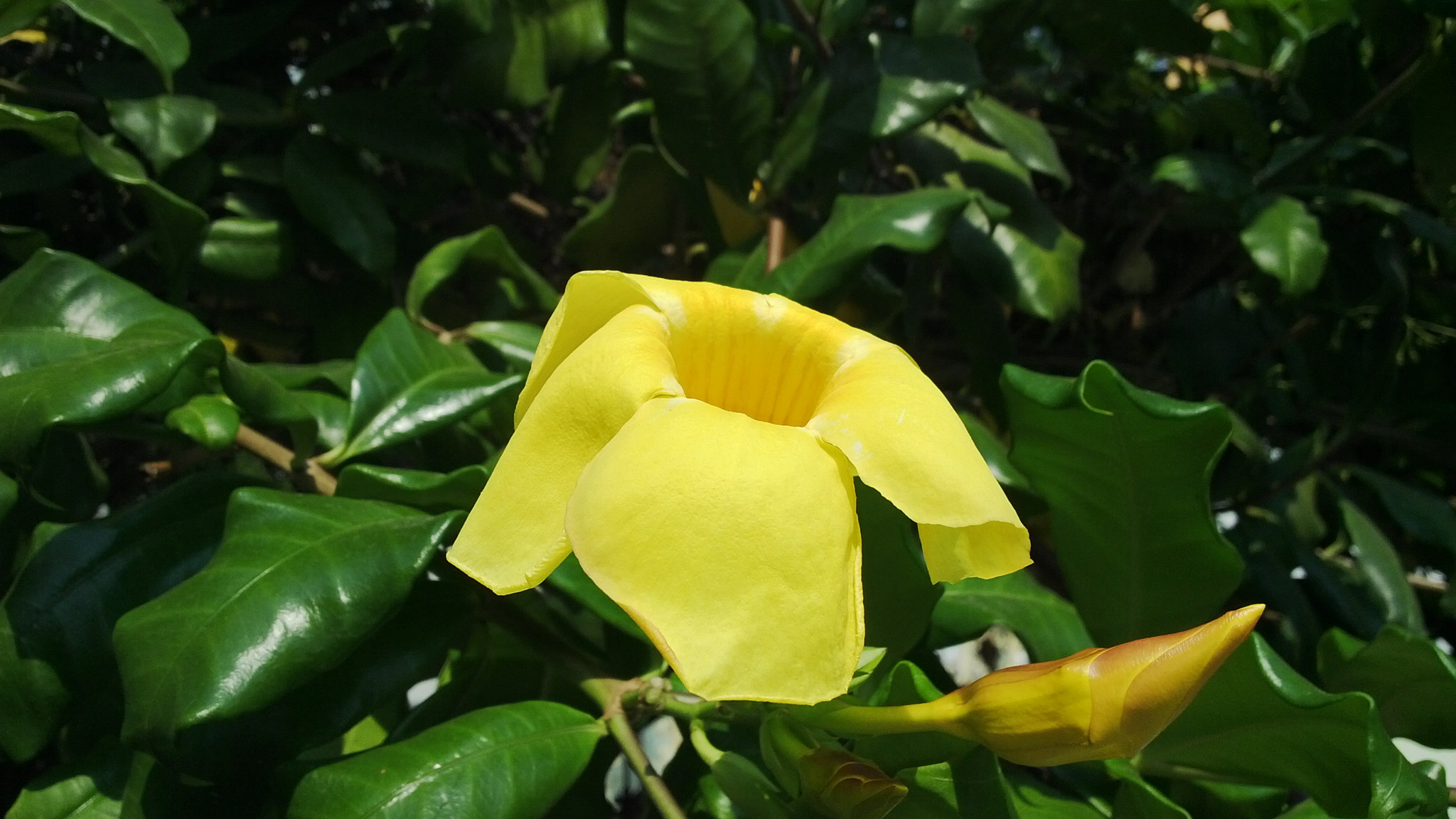 BlackBerry Z10 sample photo. Flower photography