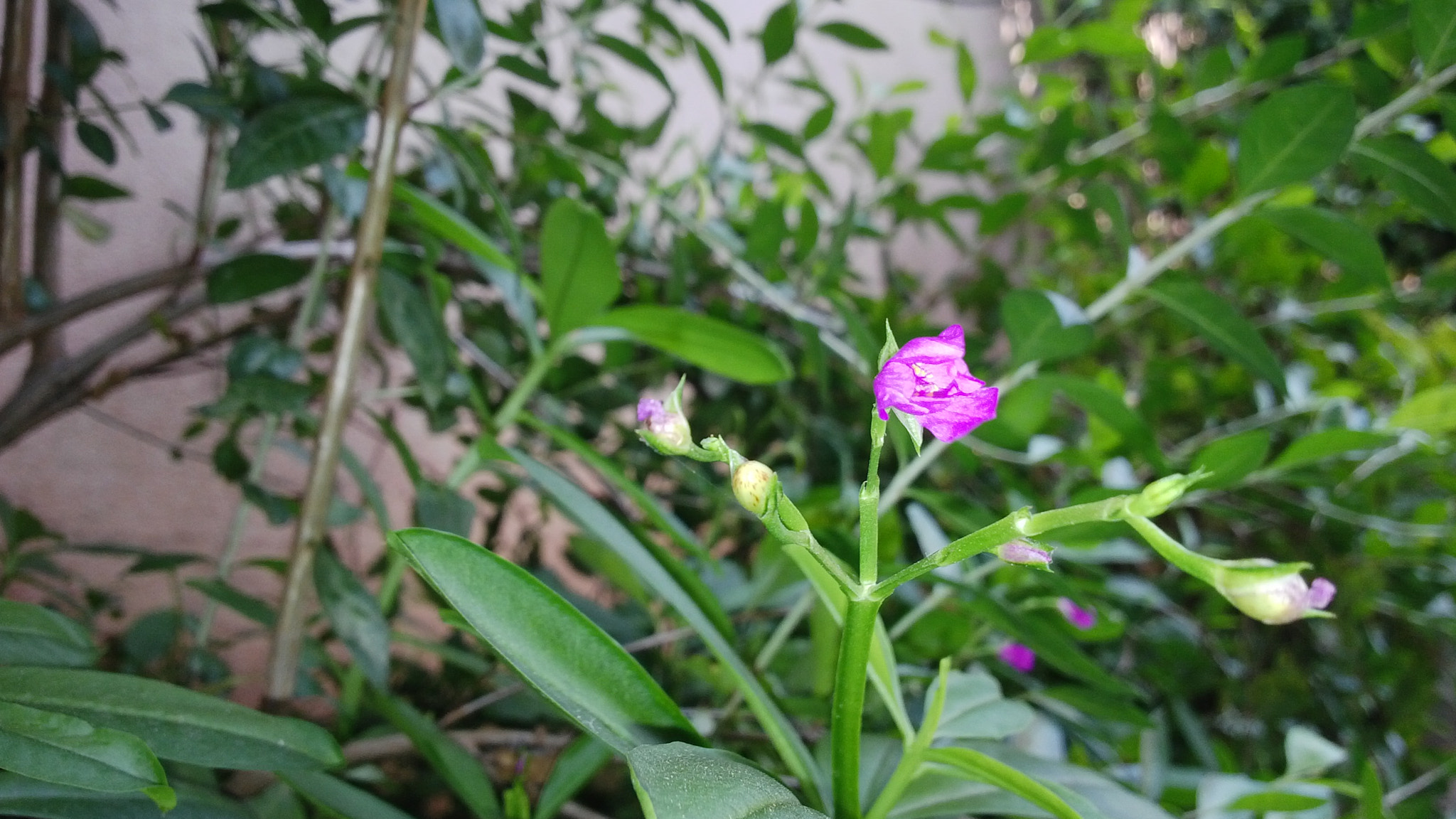 BlackBerry Z10 sample photo. Image photography