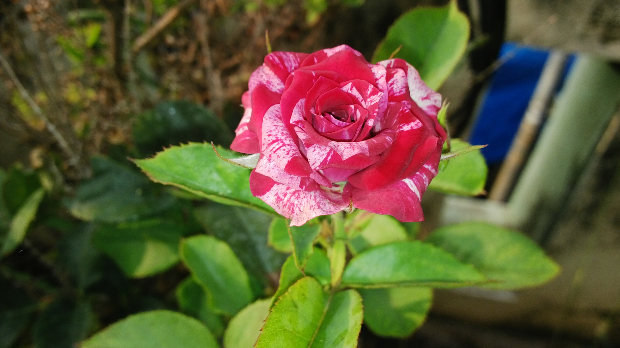BlackBerry Z10 sample photo. Single rose photography