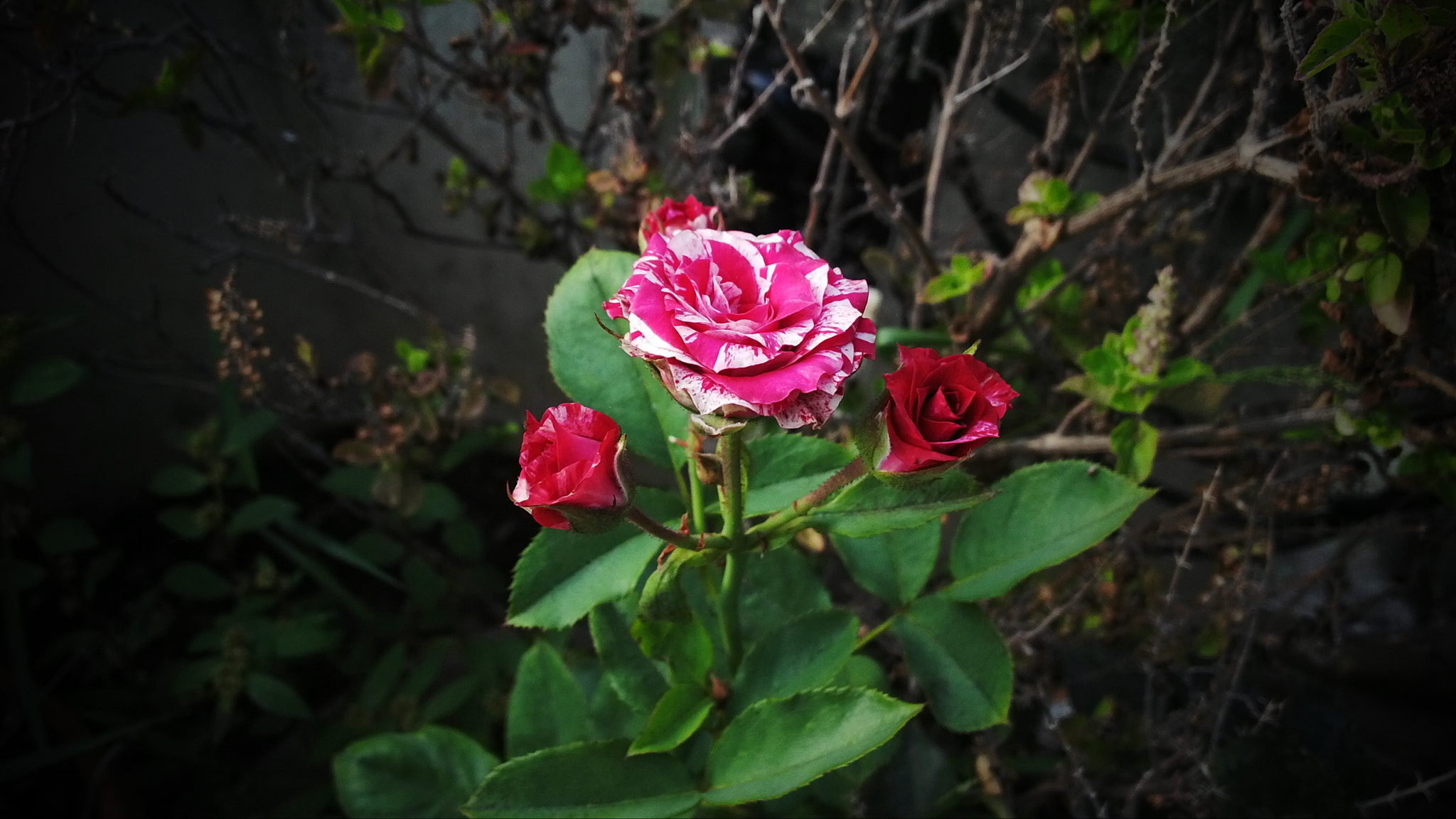 BlackBerry Z10 sample photo. Roses photography