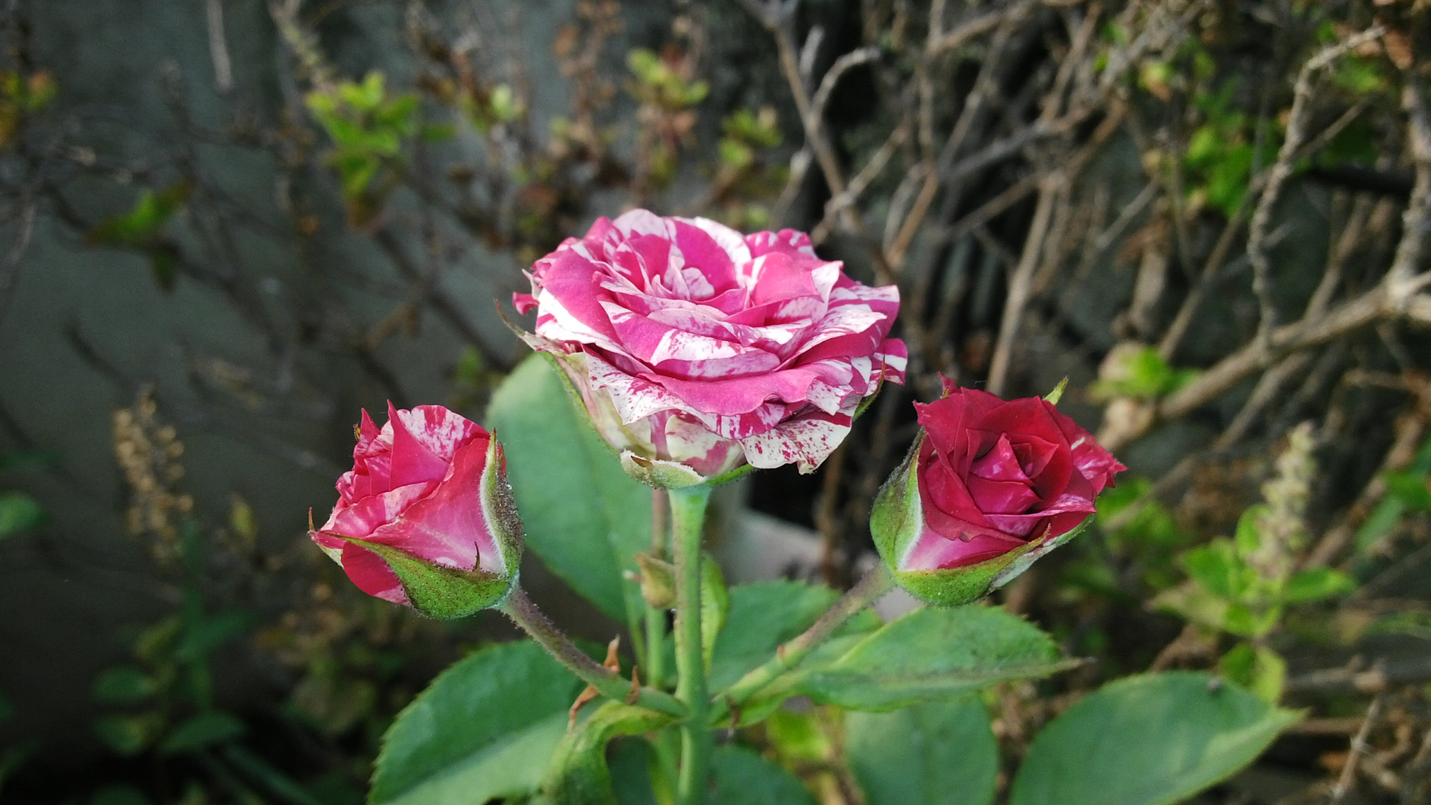 BlackBerry Z10 sample photo. Three roses photography