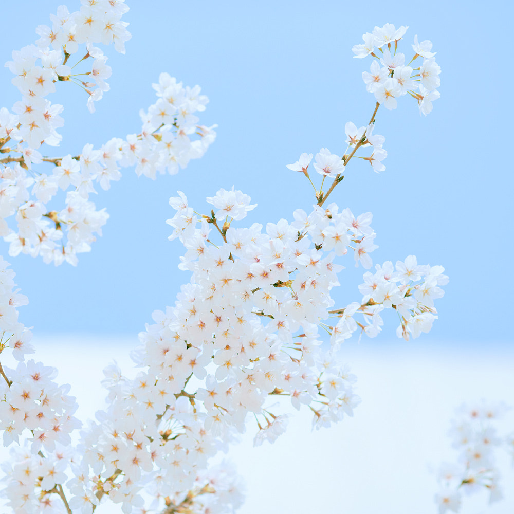 Canon EF 135mm F2L USM sample photo. Sakura photography