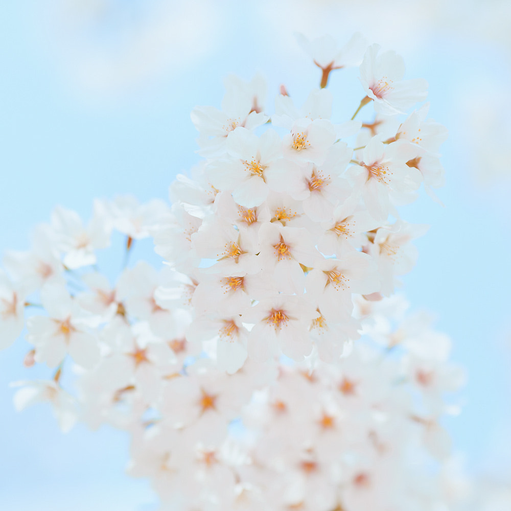 Canon EF 135mm F2L USM sample photo. Sakura photography