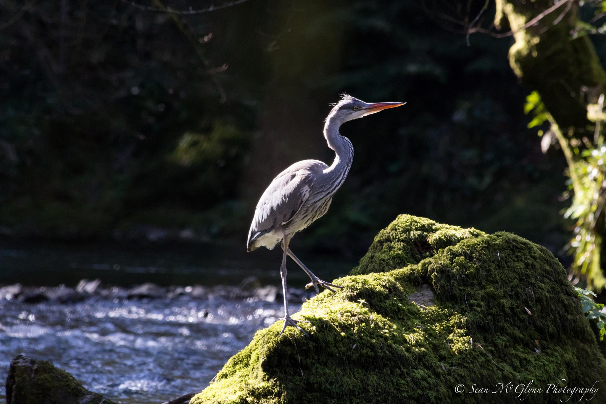 Canon EF 70-300mm F4-5.6 IS USM sample photo. Grey heron photography