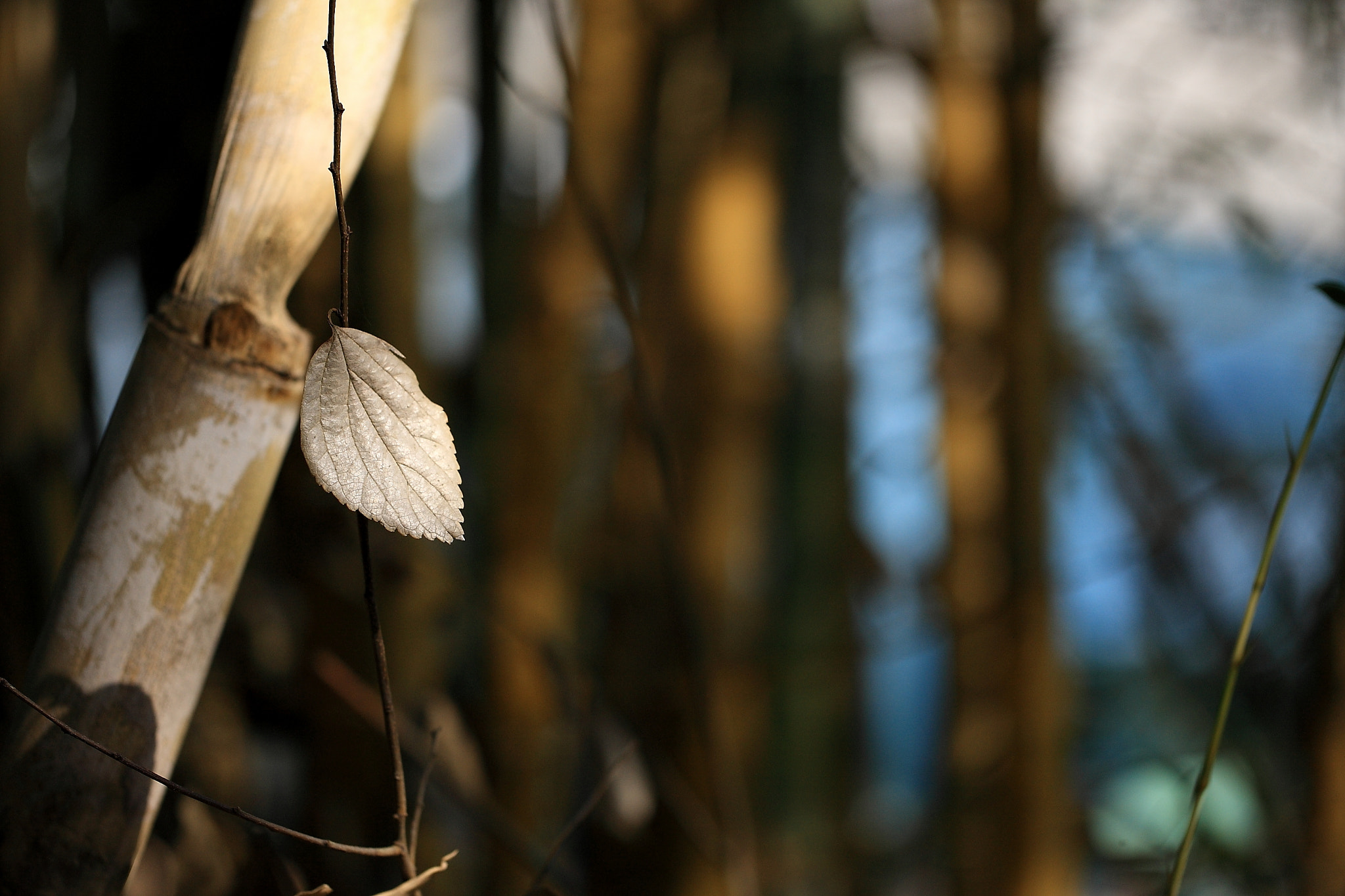 Canon EOS-1Ds Mark III sample photo. Leaves photography