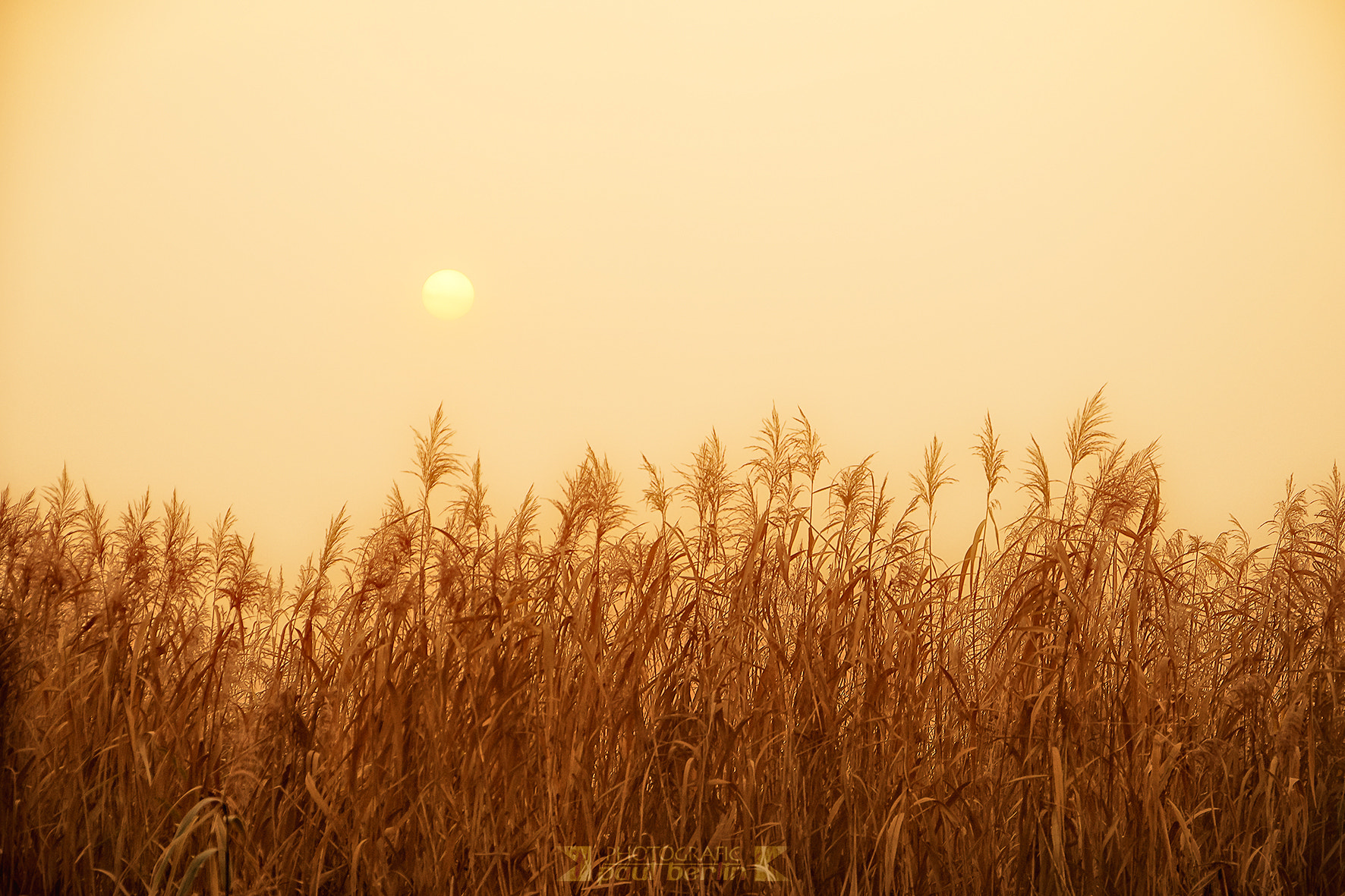 Sony a7R + Sony E 18-200mm F3.5-6.3 OSS sample photo. Reeds in the morning photography