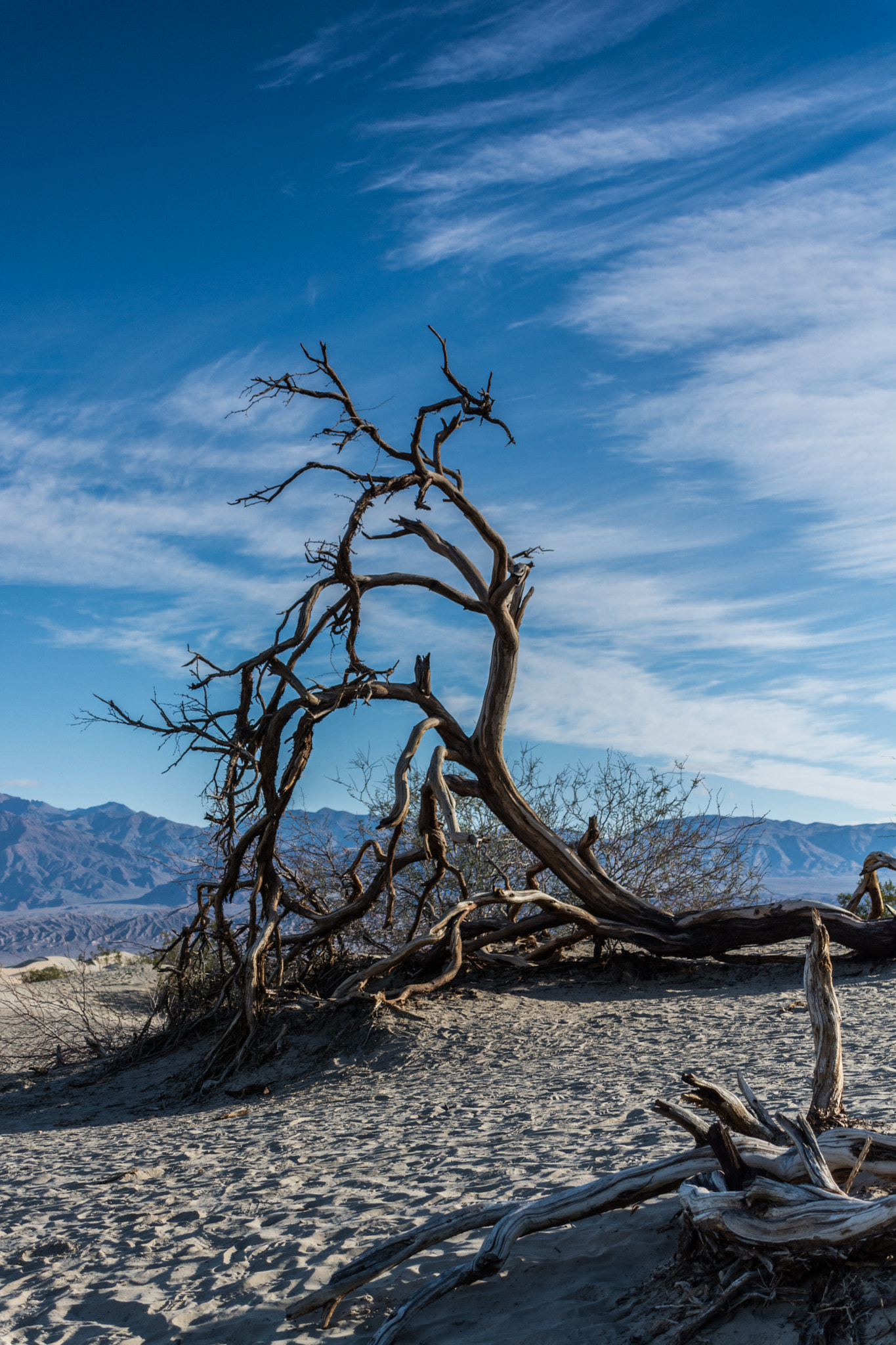 Sigma 28-300mm F3.5-6.3 DG Macro sample photo. Morning light on dead tree photography