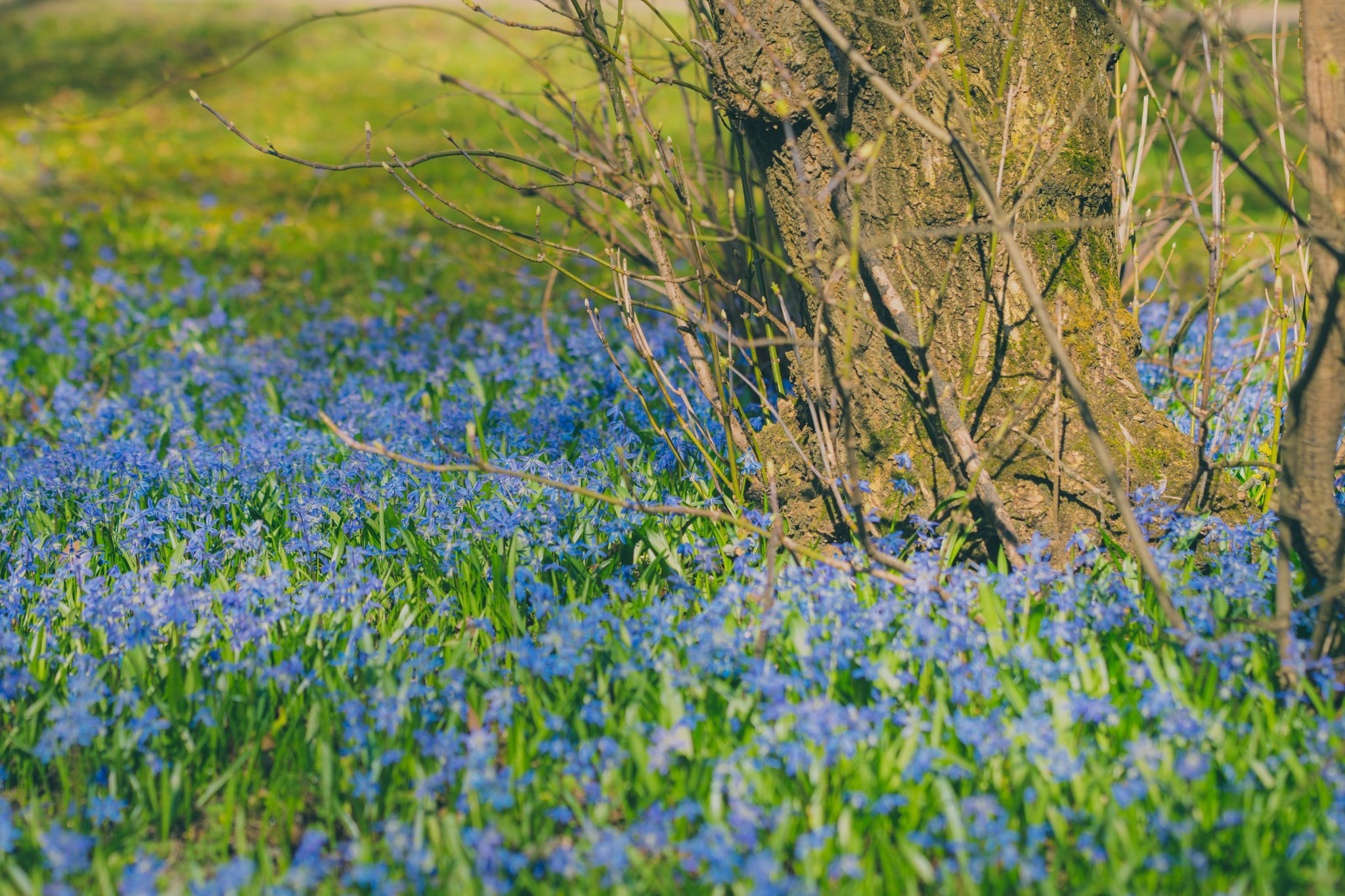 Nikon D7200 sample photo. Die blausternkolonie photography