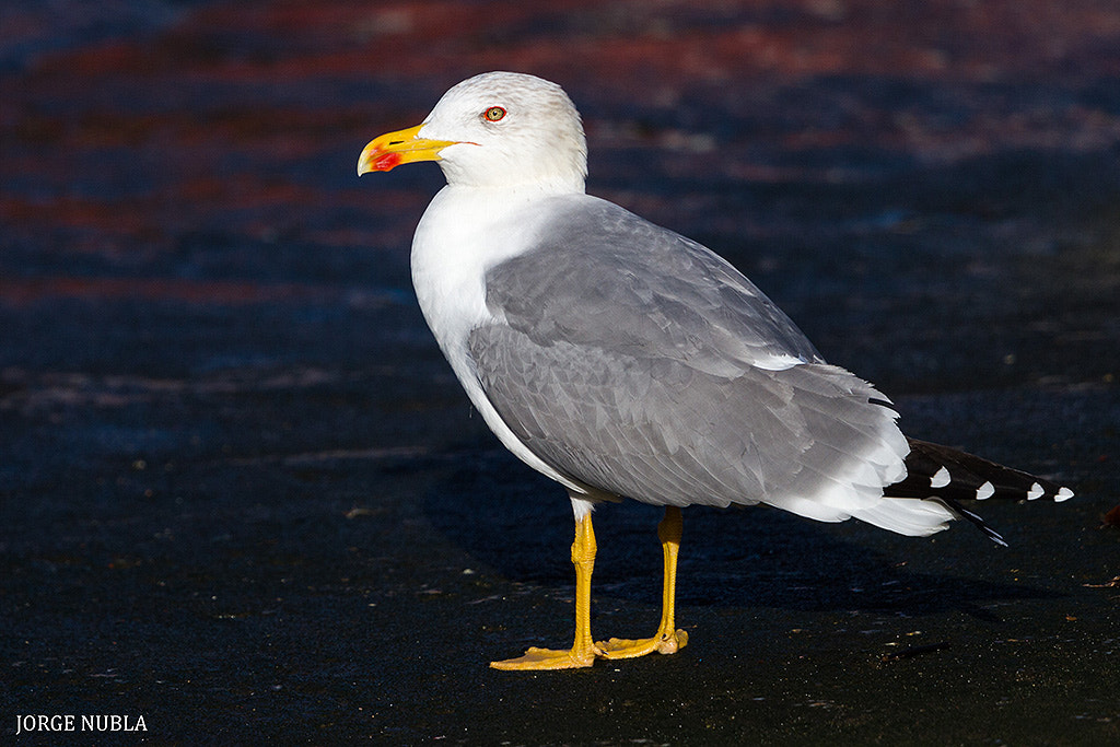 Canon EF 500mm F4L IS II USM sample photo. Gaviota patiamarilla (larus michahellis). photography