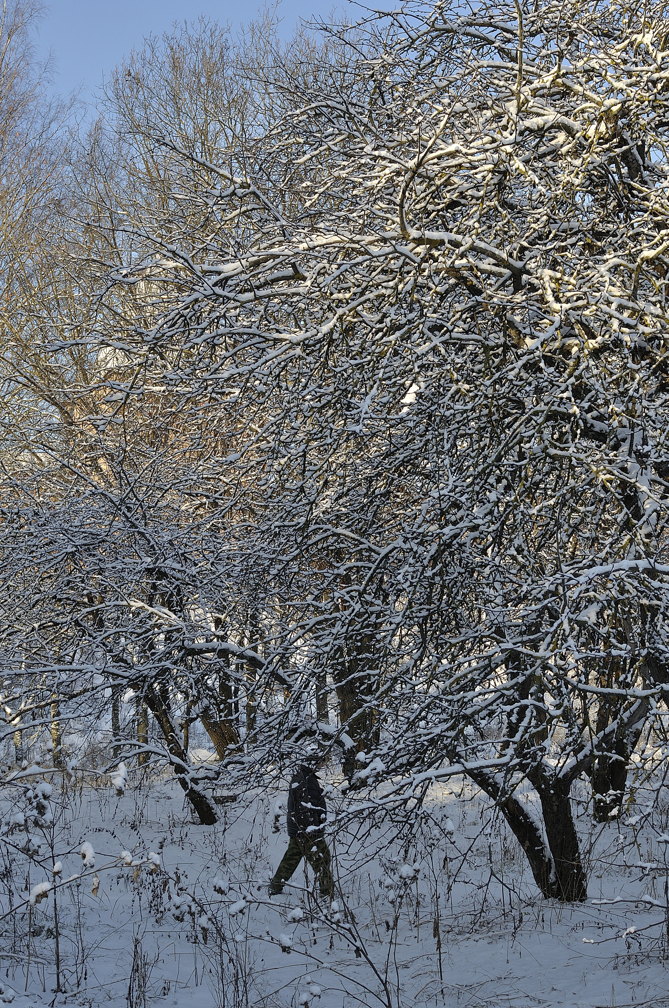 Nikon D90 + Nikon AF Nikkor 35mm F2D sample photo. Snow garden photography