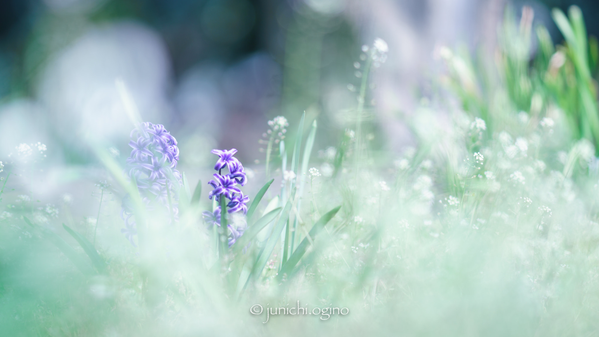 Sony Sonnar T* 135mm F1.8 ZA sample photo. Overlap photography