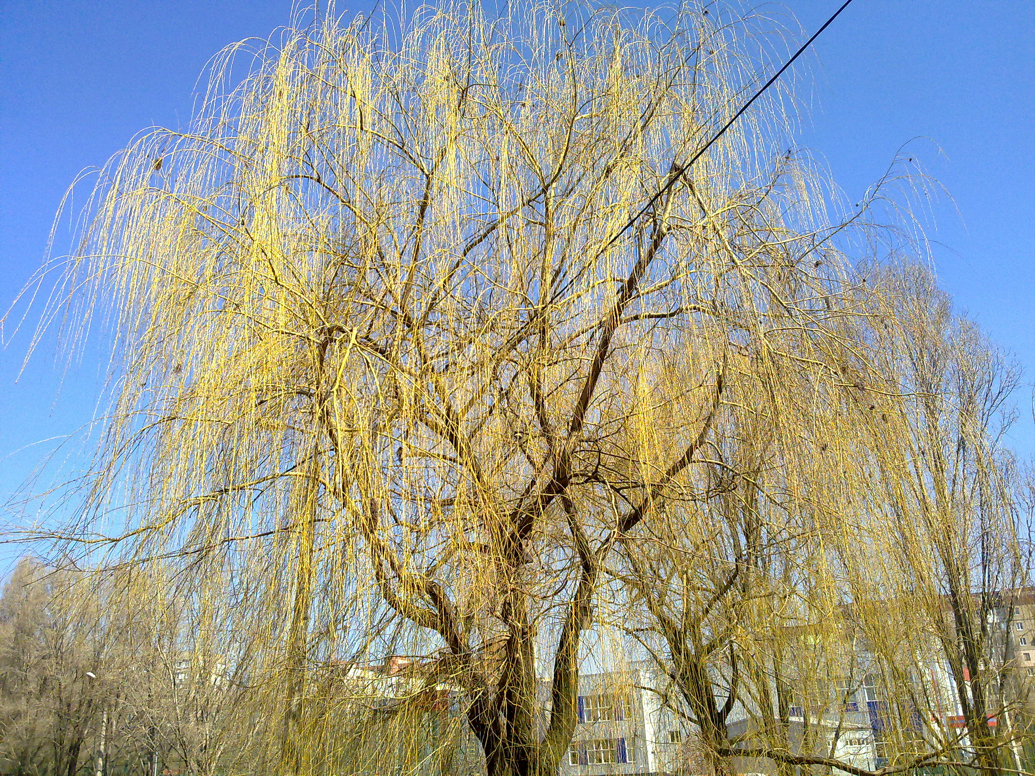 Nokia N97 sample photo. Spring tree photography