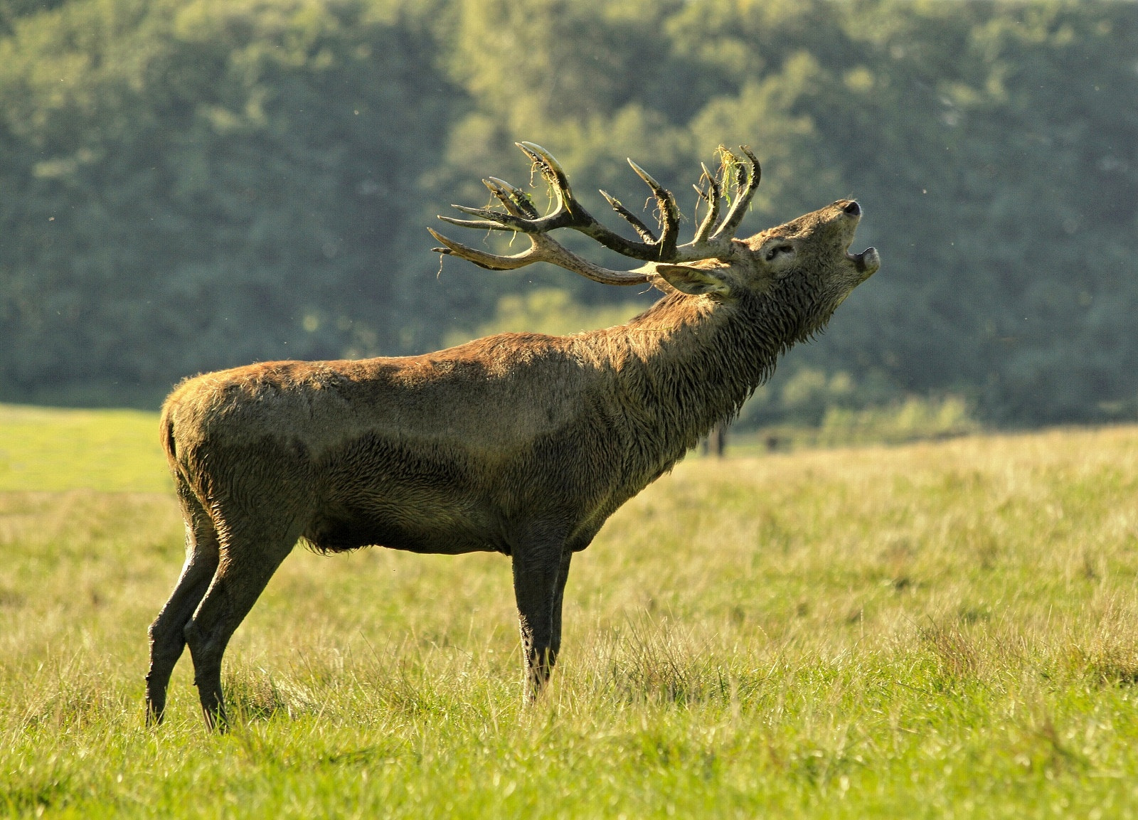 Canon EF 70-300mm F4-5.6 IS USM sample photo. Rut photography