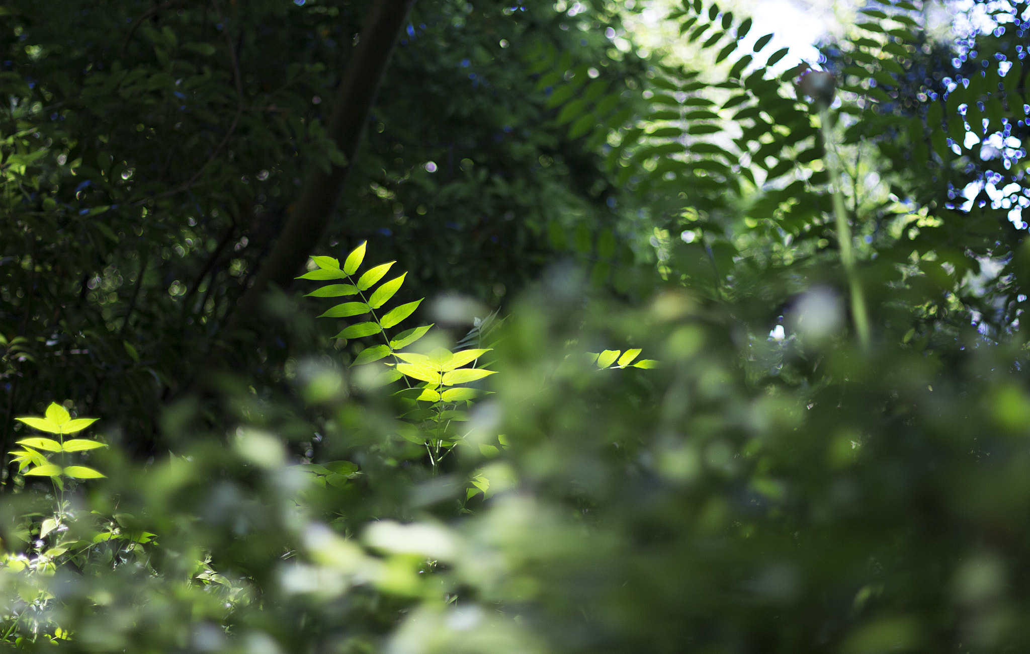 Canon EOS 60D + Canon EF 50mm F1.4 USM sample photo. Serra do bussaco photography