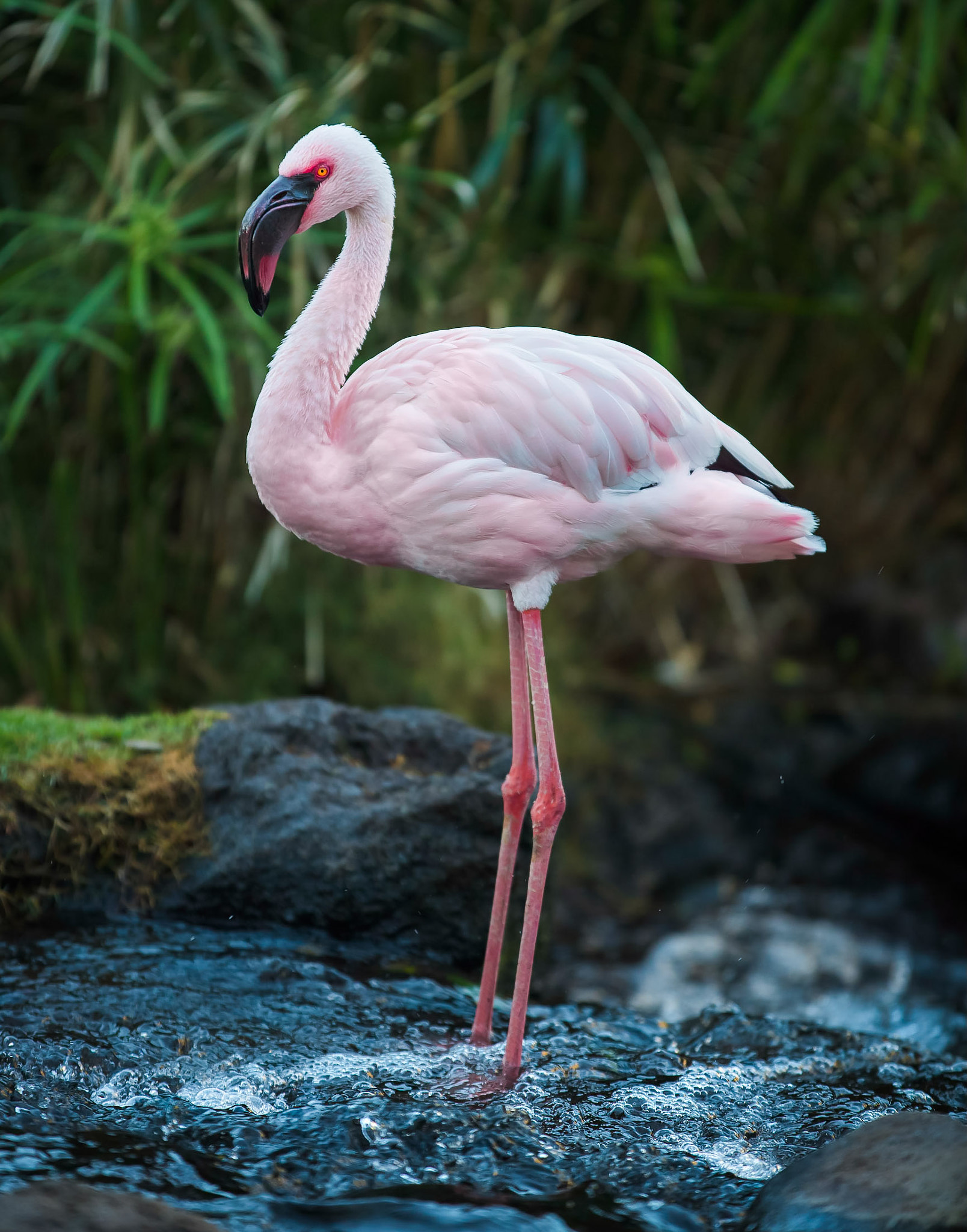 Canon EOS 5DS R sample photo. Flamingos in hawaii photography