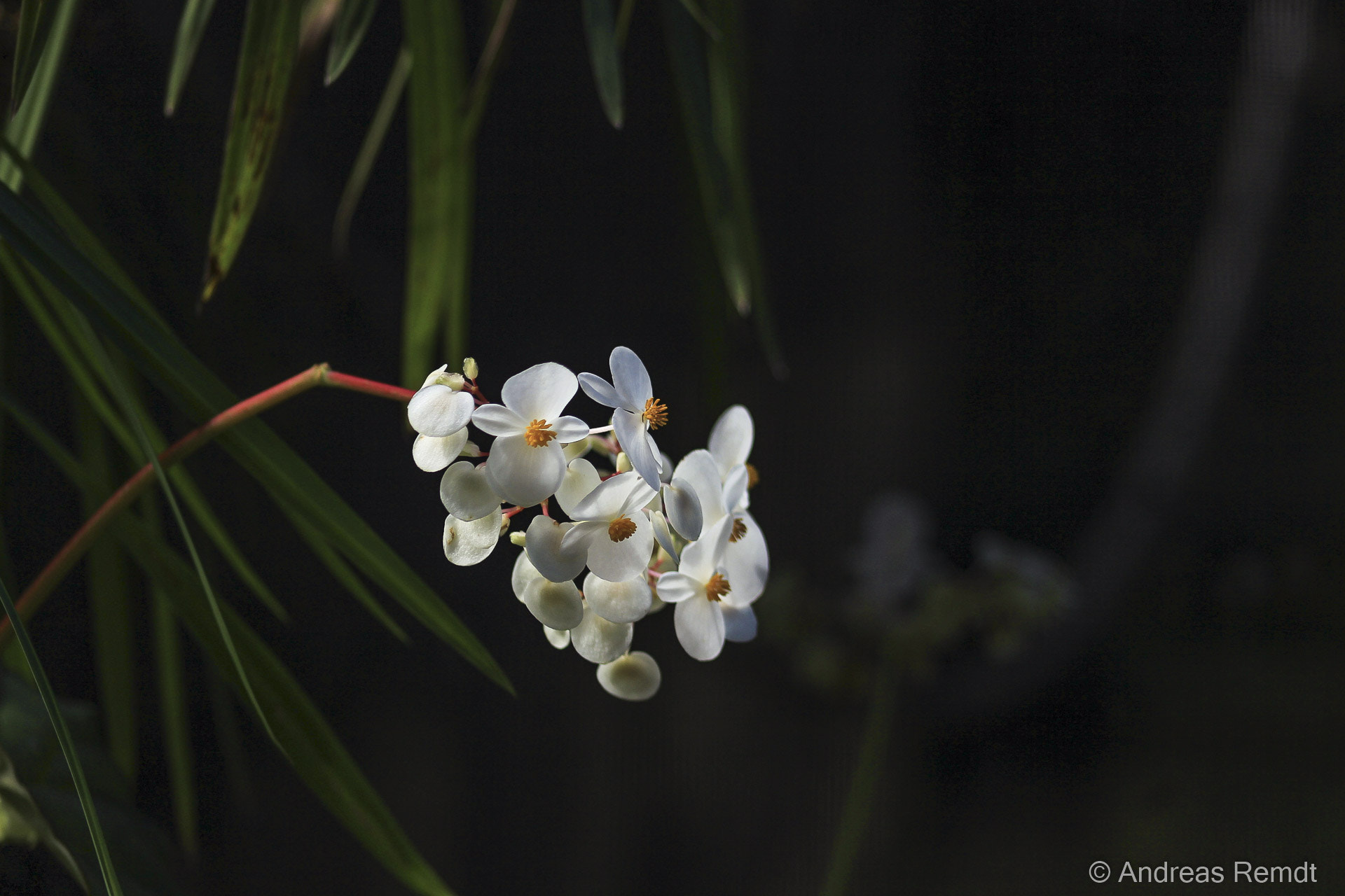 Canon EOS 600D (Rebel EOS T3i / EOS Kiss X5) sample photo. White orchid photography
