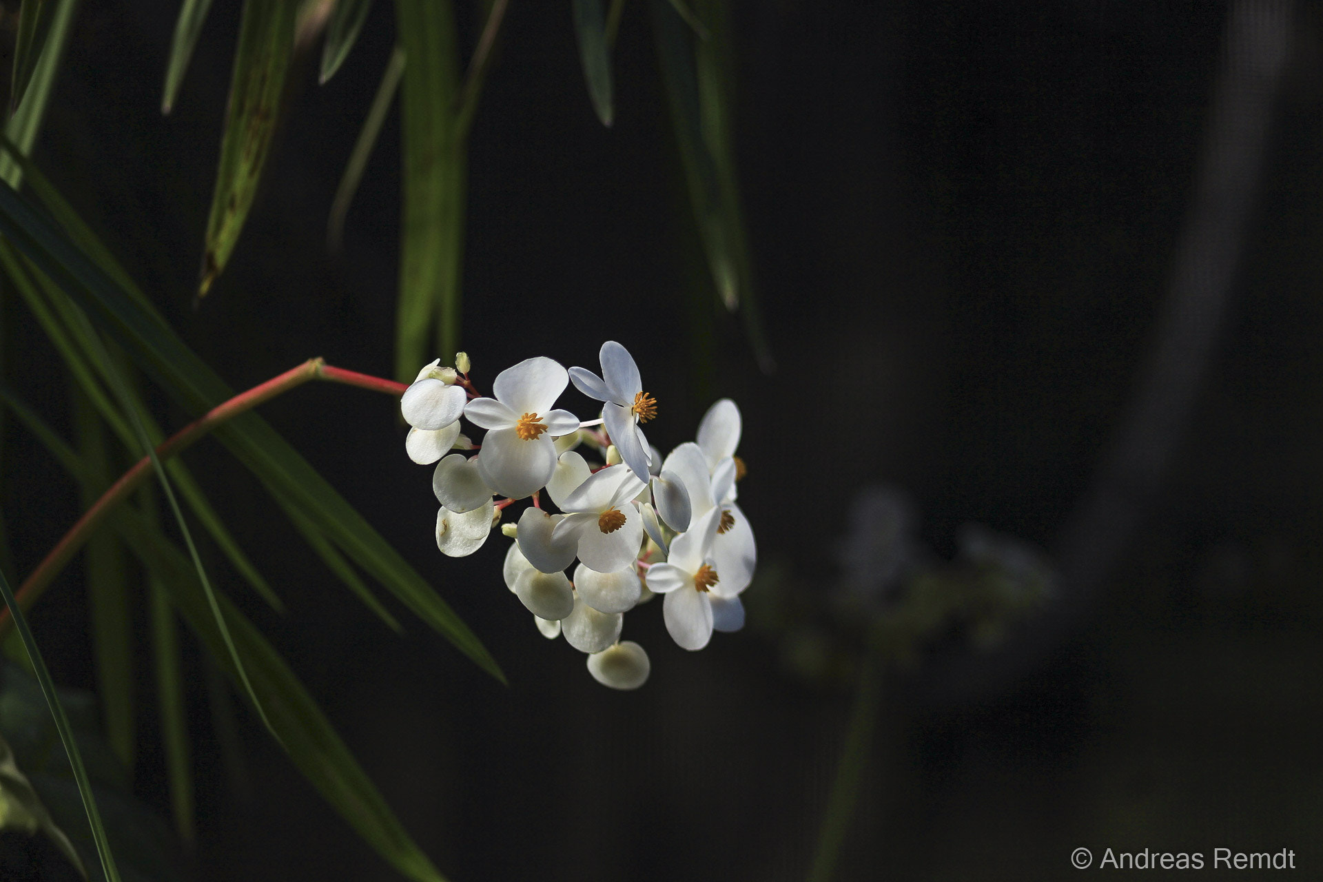 Canon EOS 600D (Rebel EOS T3i / EOS Kiss X5) + EF75-300mm f/4-5.6 sample photo. White orchid photography