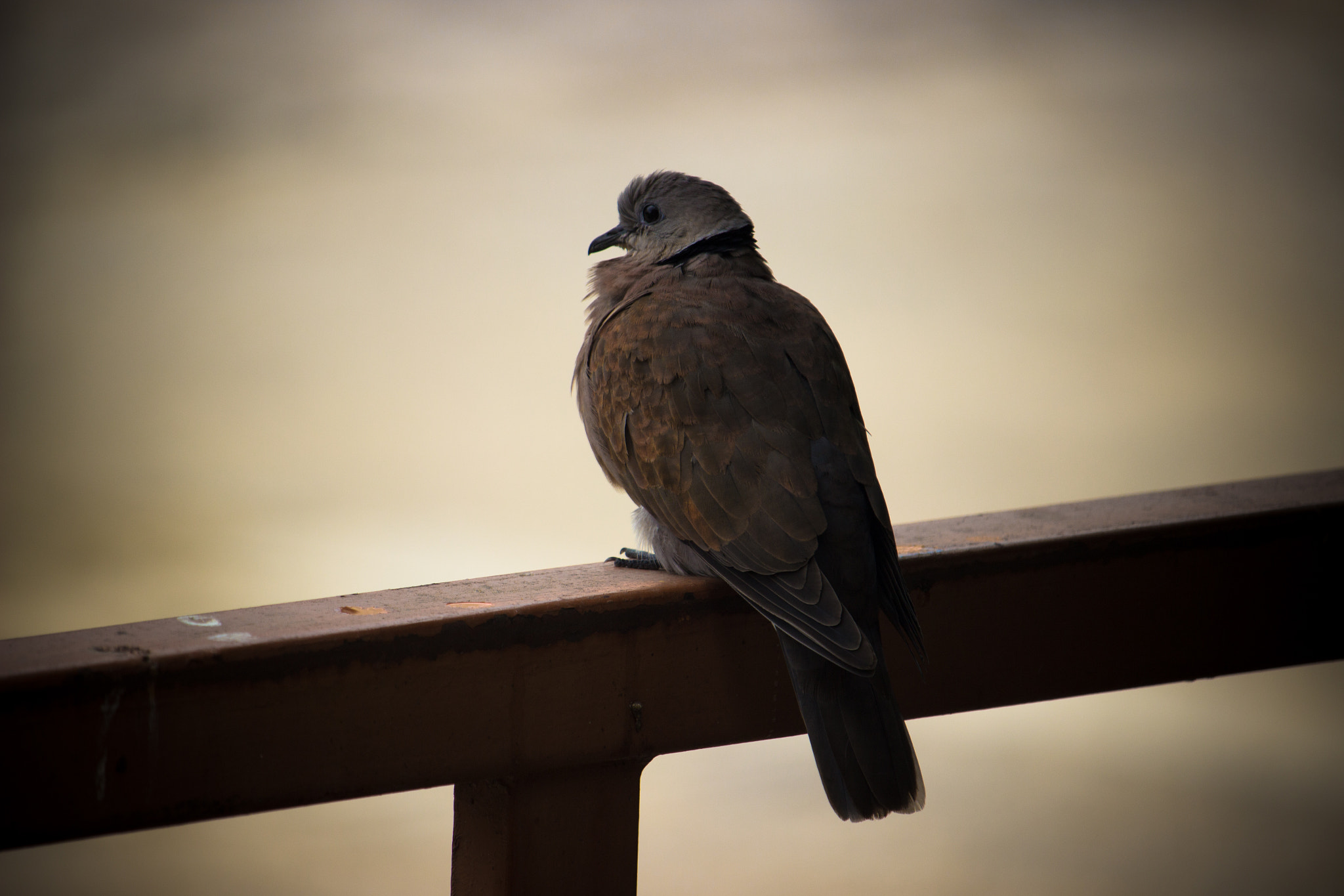 Canon EOS 600D (Rebel EOS T3i / EOS Kiss X5) sample photo. A dove in font of my home. photography