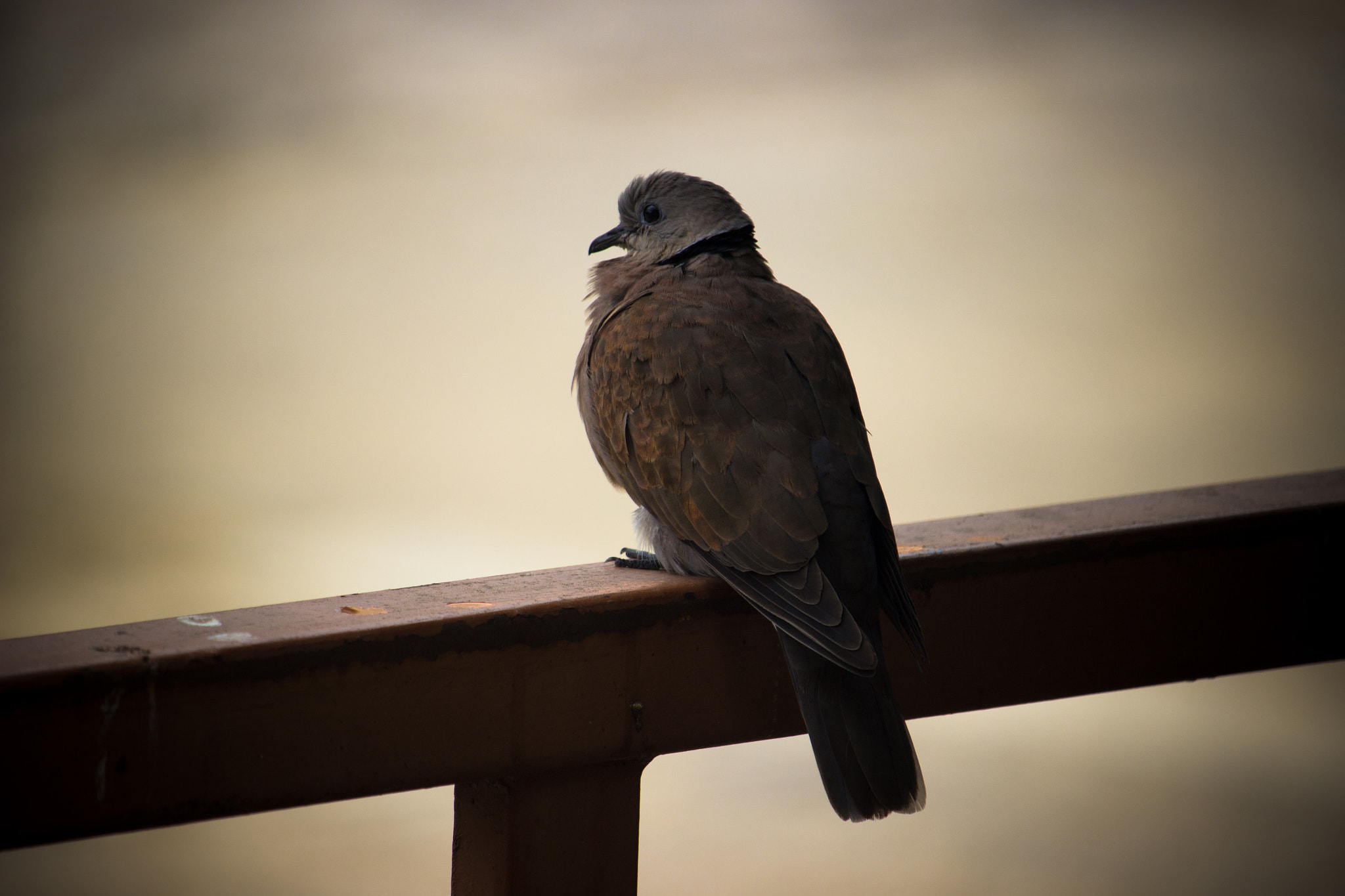 Canon EF-S 55-250mm F4-5.6 IS STM sample photo. A dove in font of my home. photography