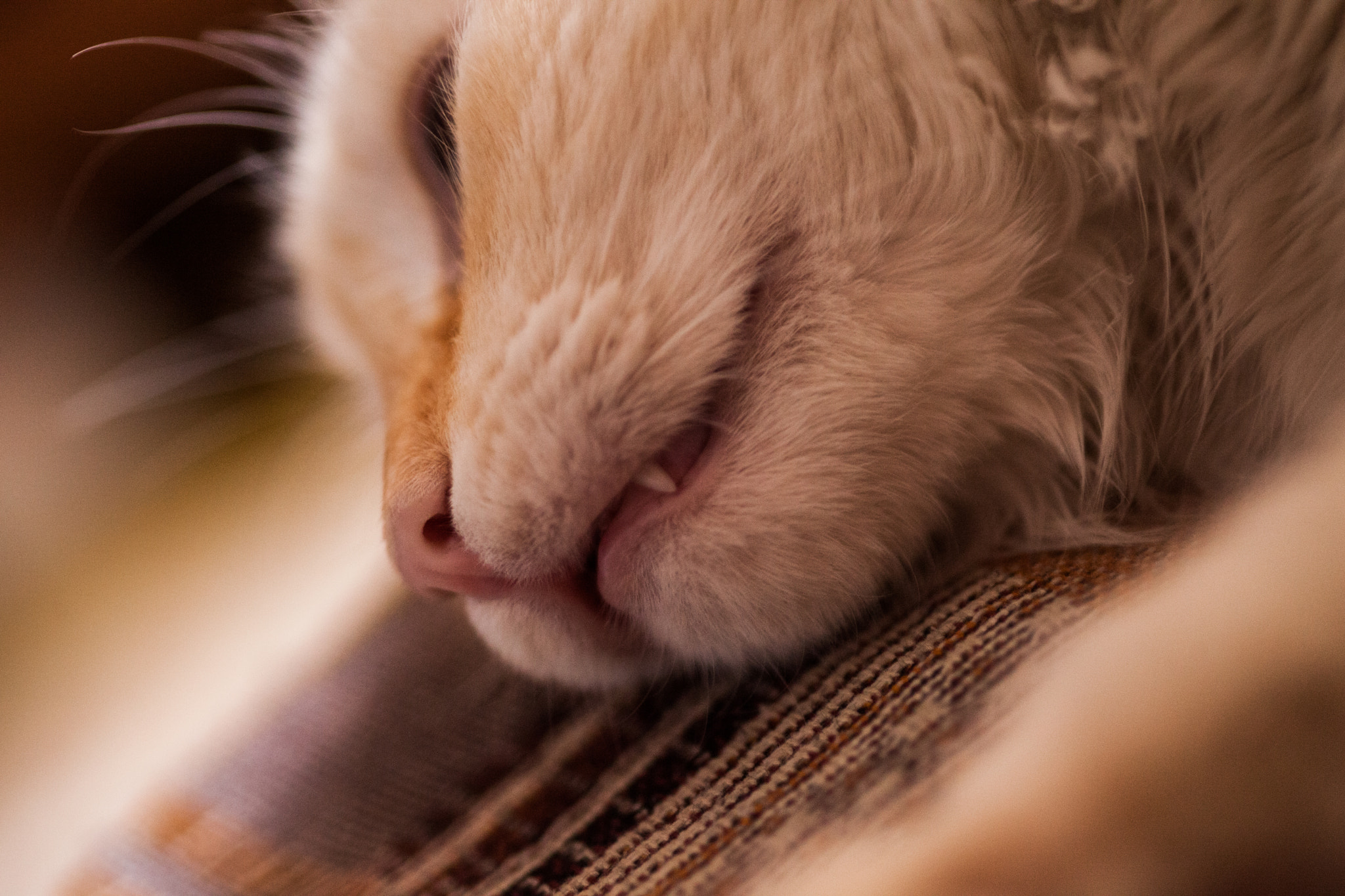 Sigma 105mm F2.8 EX DG Macro sample photo. - photography