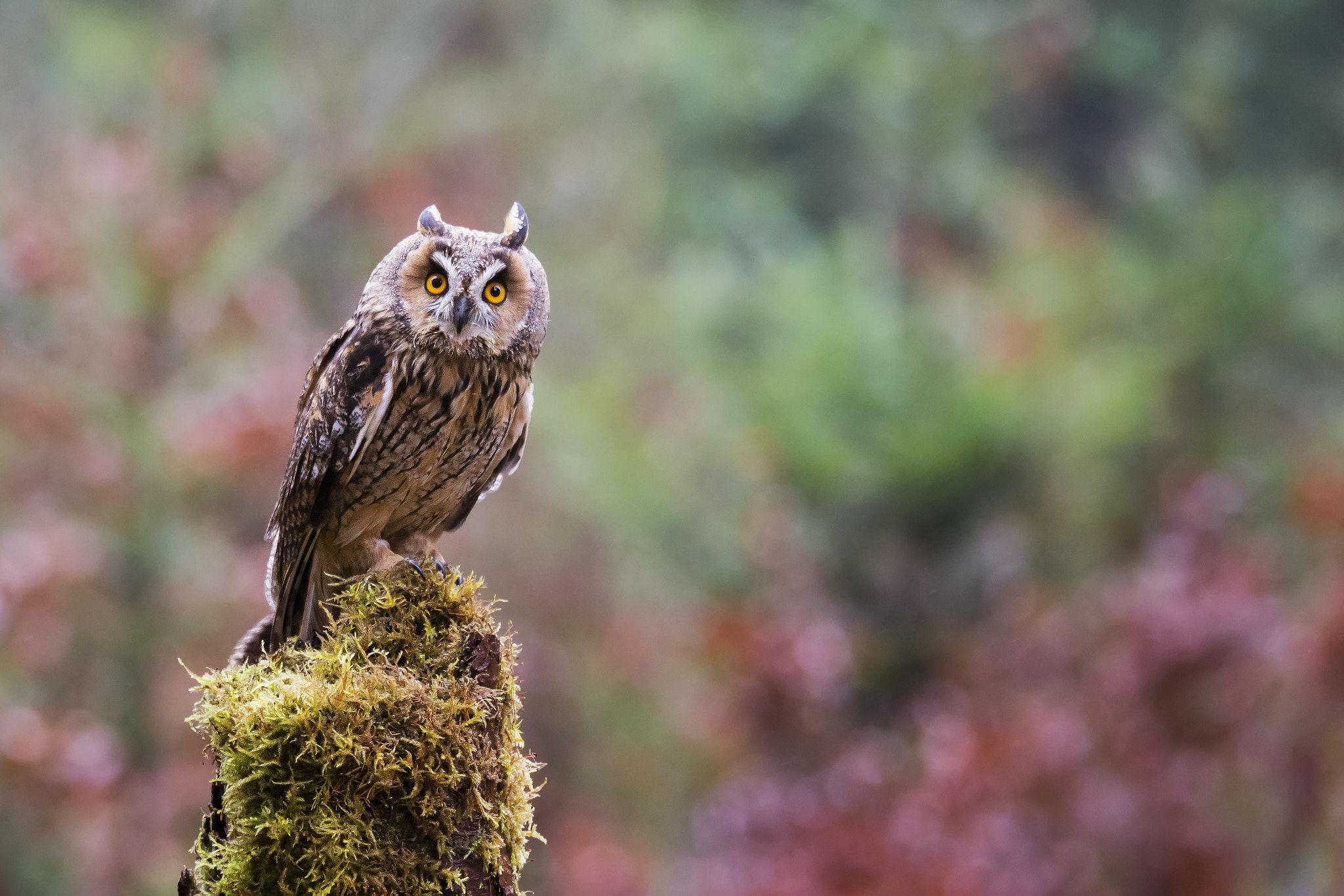 Nikon D7100 + Sigma 150-600mm F5-6.3 DG OS HSM | S sample photo. Long-eared owl (asio otus) photography