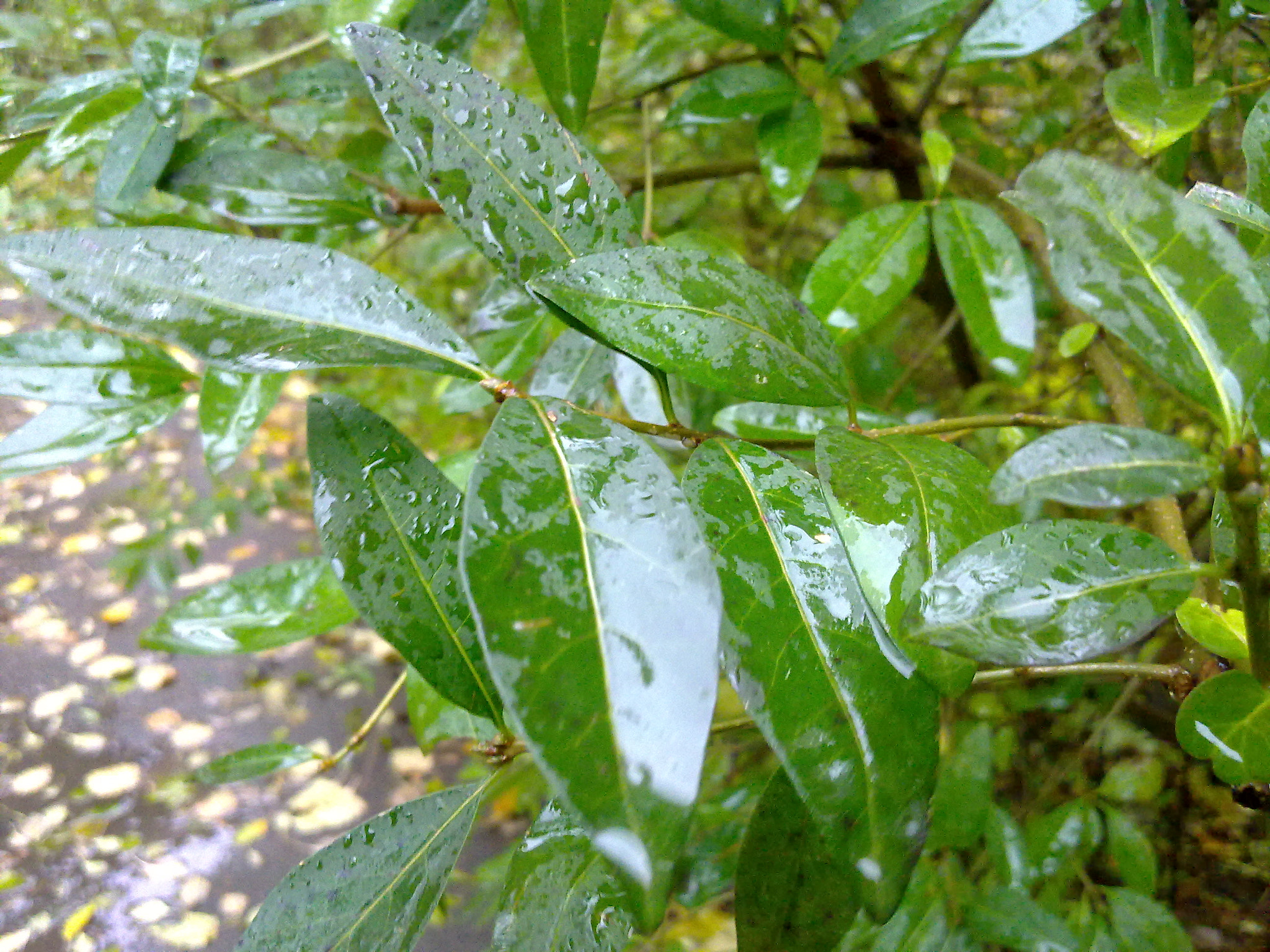 Nokia N97 sample photo. Rainy day photography