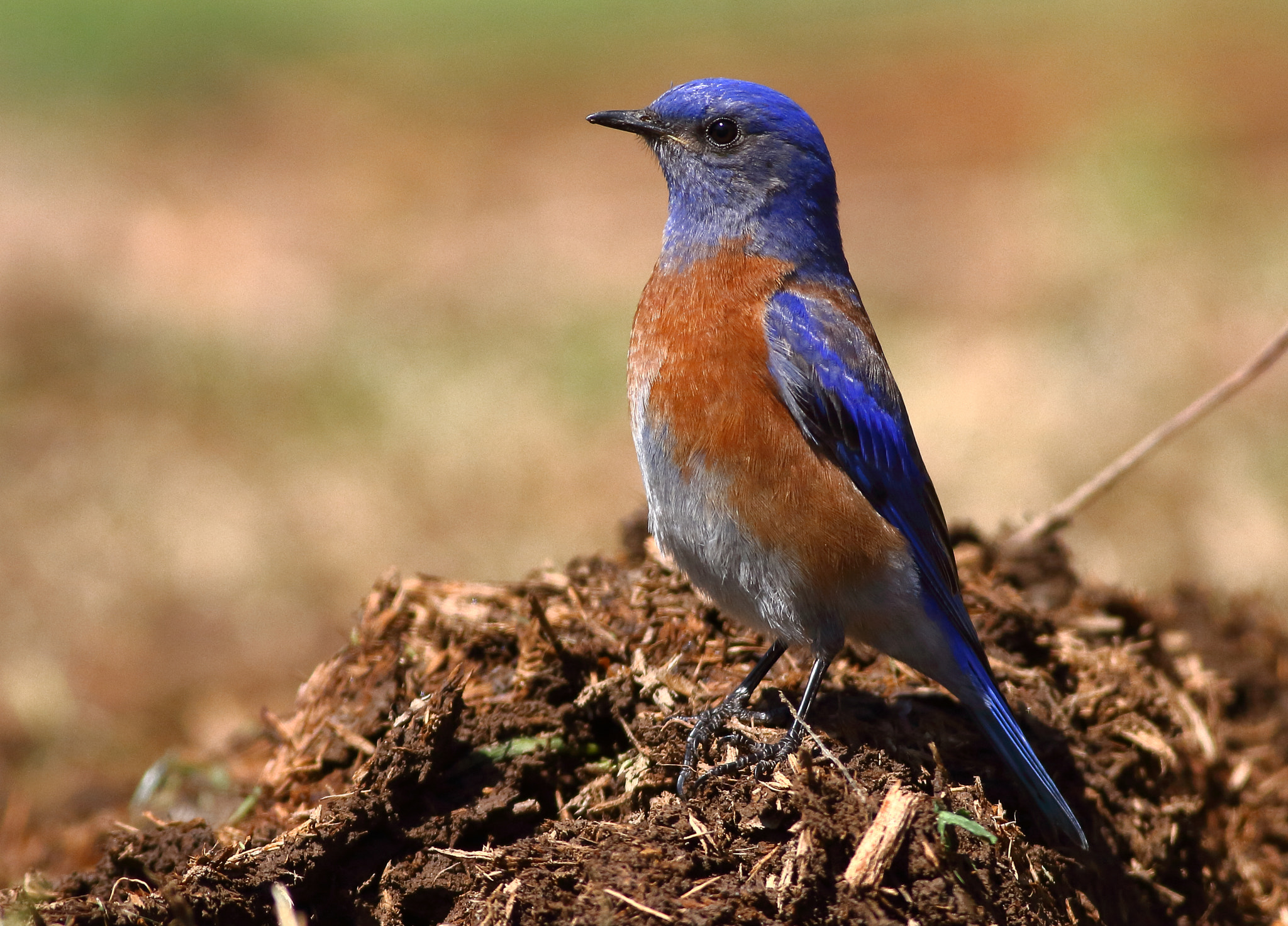 Canon EOS 7D + Canon EF 400mm F5.6L USM sample photo. Western bluebird photography