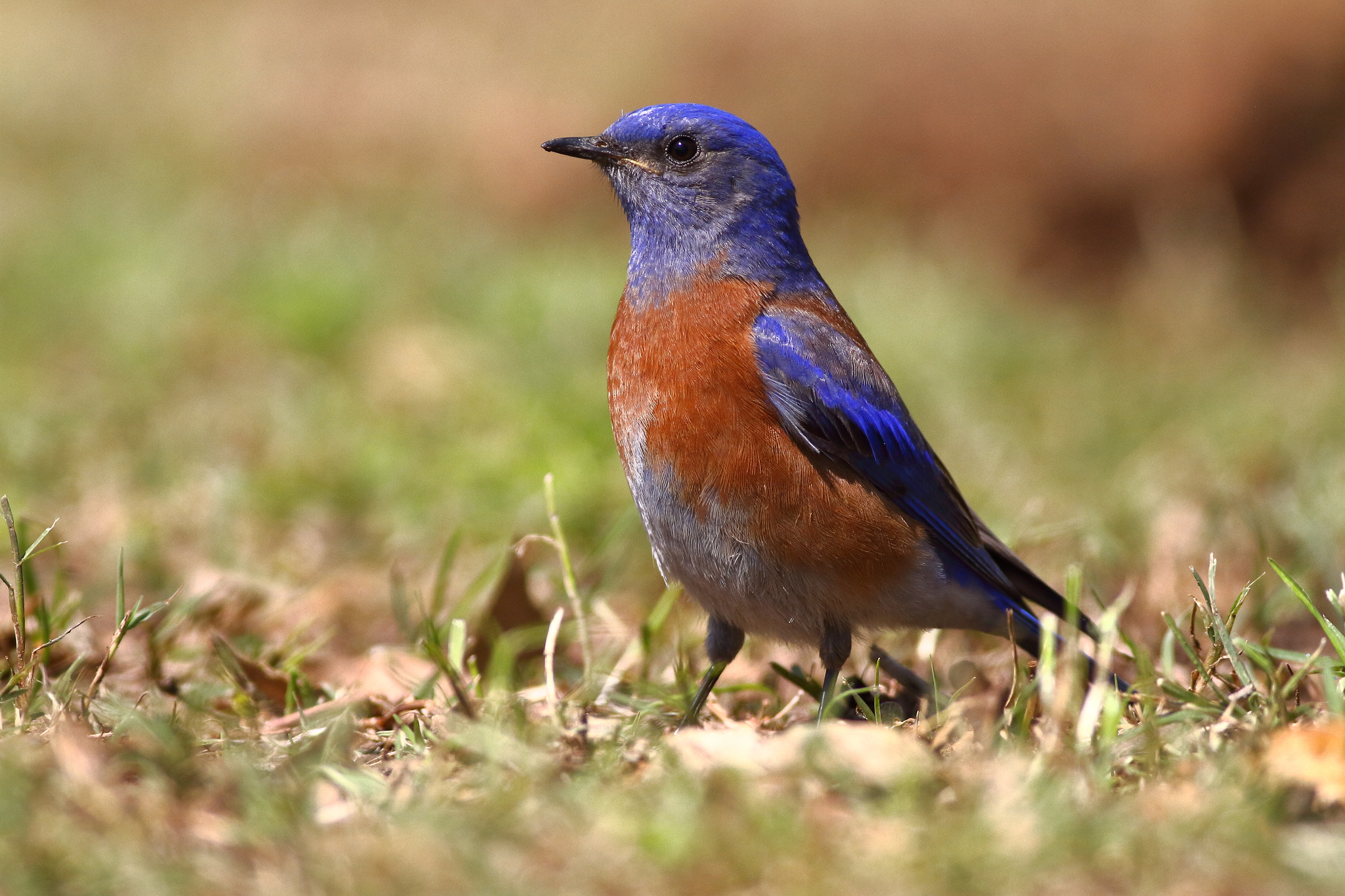 Canon EOS 7D sample photo. Western bluebird photography