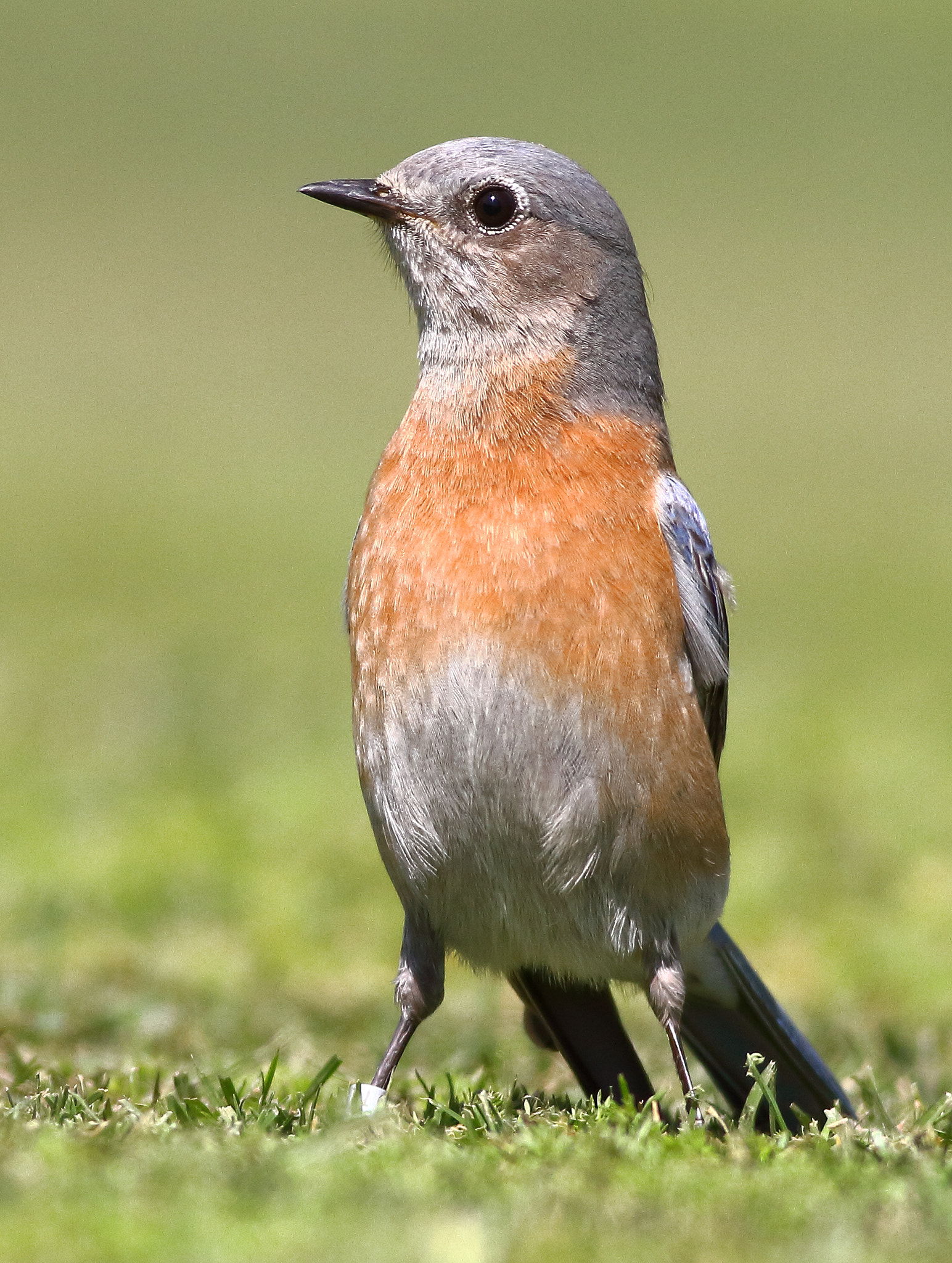 Canon EOS 7D + Canon EF 400mm F5.6L USM sample photo. Western bluebird photography