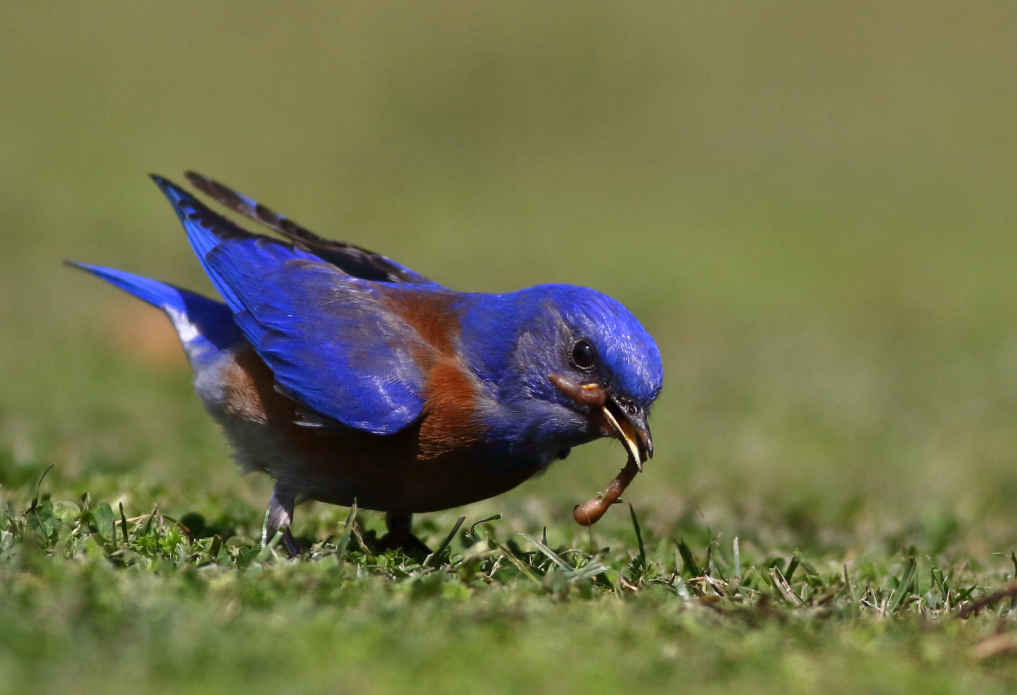 Canon EOS 7D sample photo. Western bluebird photography