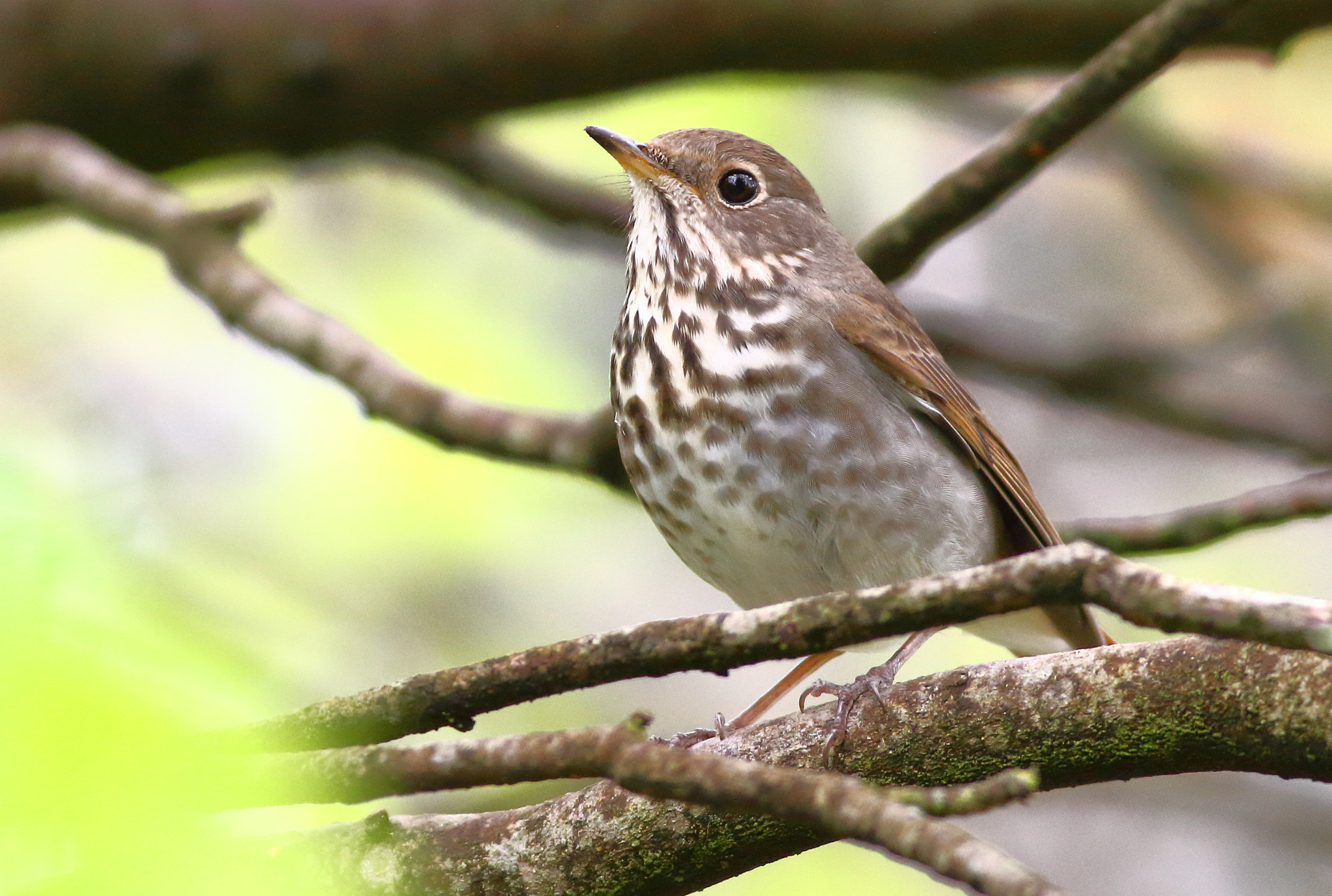 Canon EOS 7D + Canon EF 400mm F5.6L USM sample photo. Hermit thrush photography