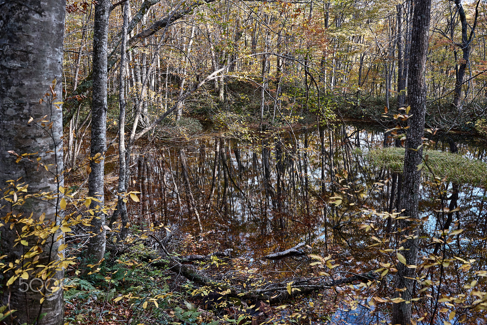 Nikon AF-S Nikkor 24-70mm F2.8G ED sample photo. Forest without impurity photography