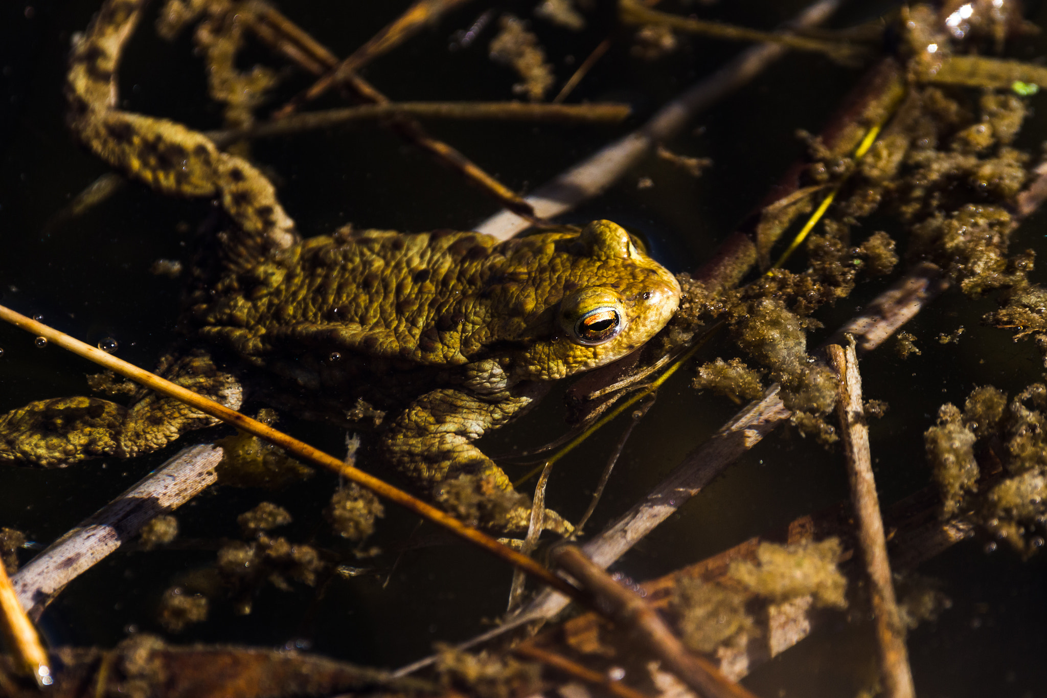 Canon EOS 700D (EOS Rebel T5i / EOS Kiss X7i) + 150-600mm F5-6.3 DG OS HSM | Contemporary 015 sample photo. Frog at rspb titchwell. photography