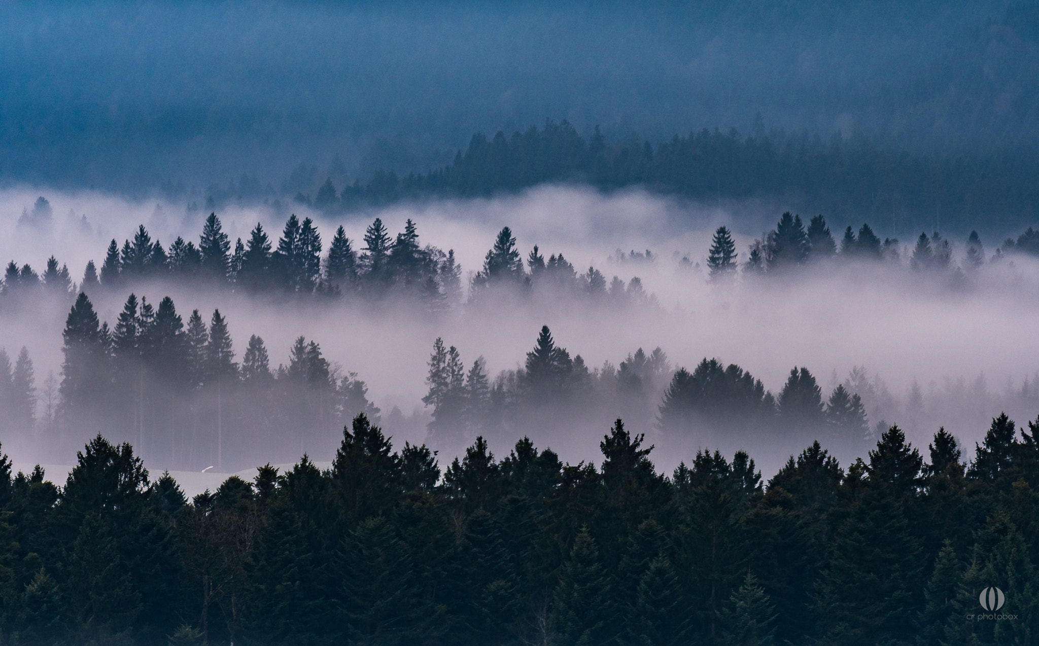 Nikon D500 + Tamron SP 70-300mm F4-5.6 Di VC USD sample photo. Foggy forest... photography