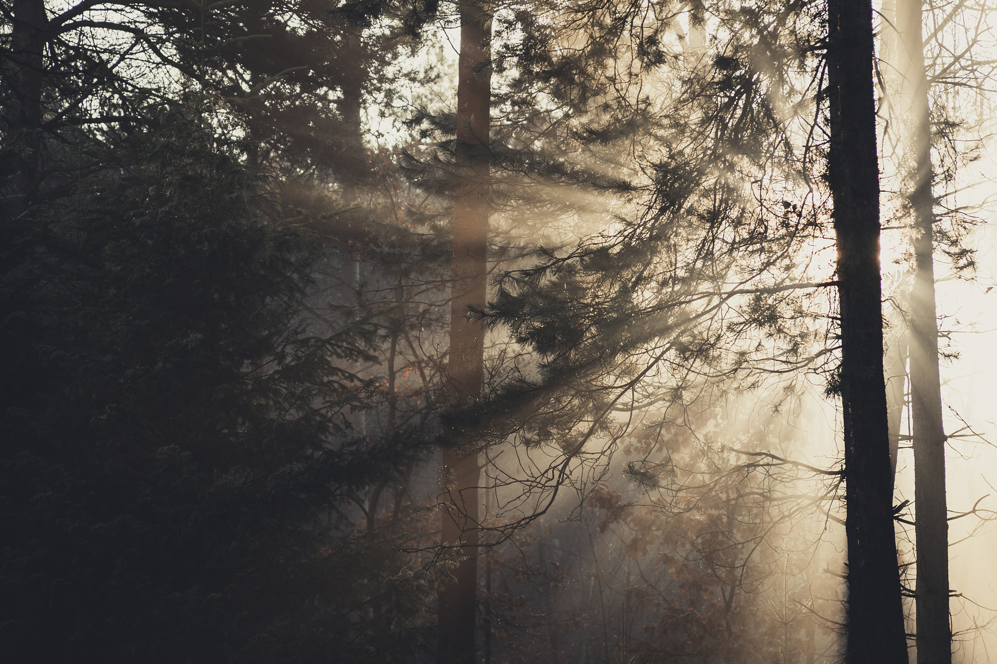 Canon EF 28-135mm F3.5-5.6 IS USM sample photo. Sunrise in woods 1 photography