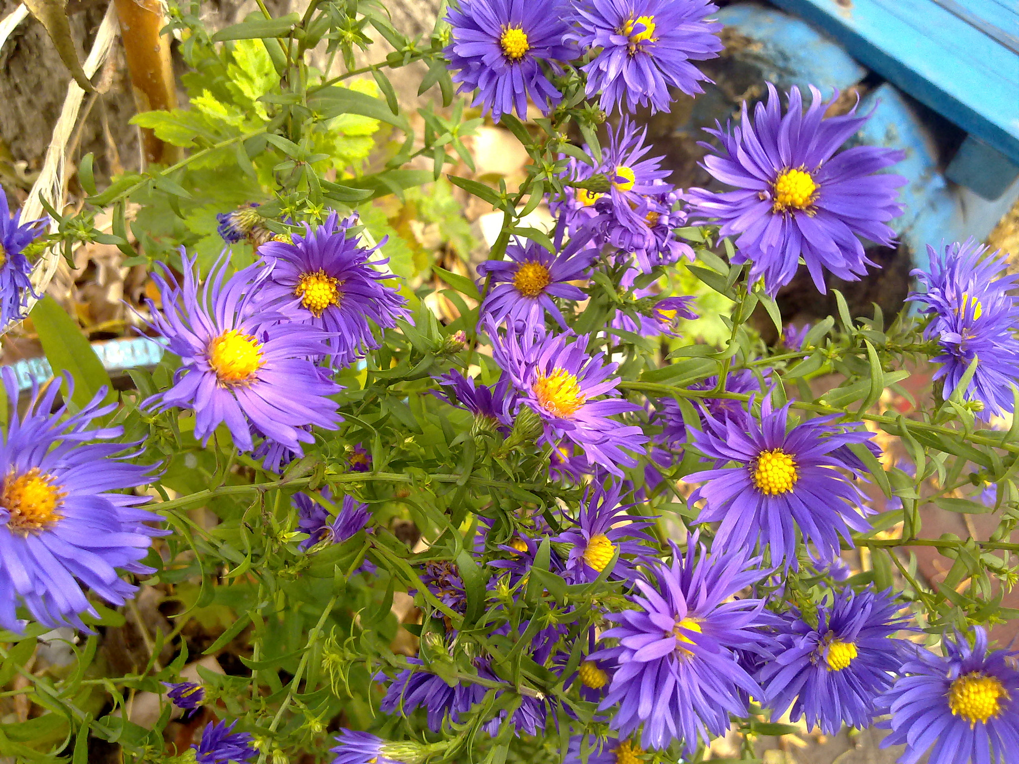 Nokia N97 sample photo. Violet flovers photography