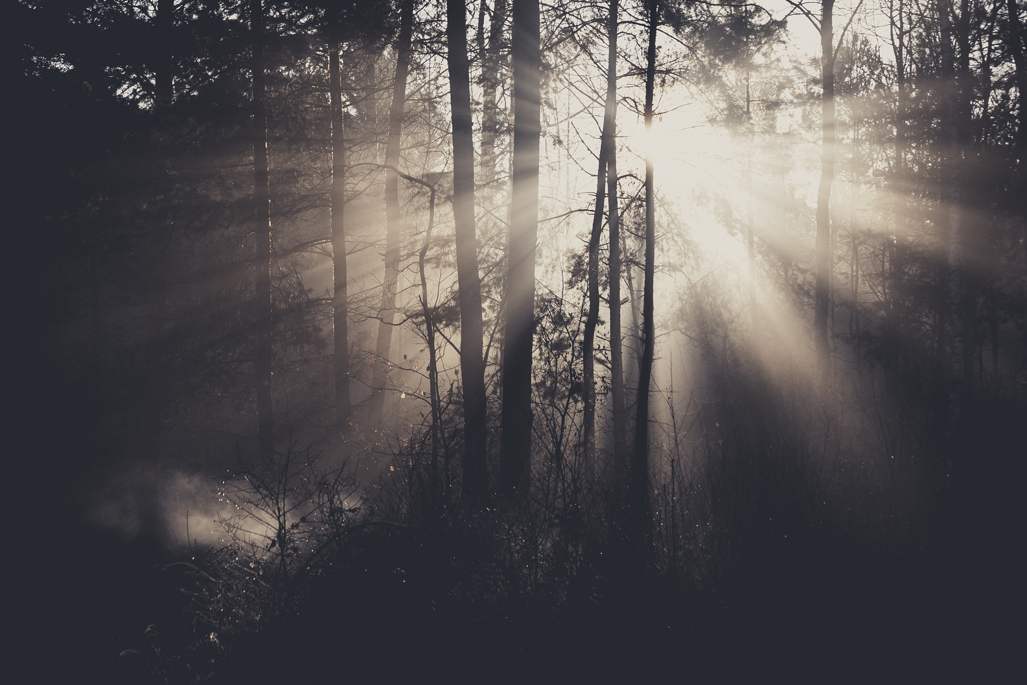 Canon EF 28-135mm F3.5-5.6 IS USM sample photo. Sunrise in woods 3 photography