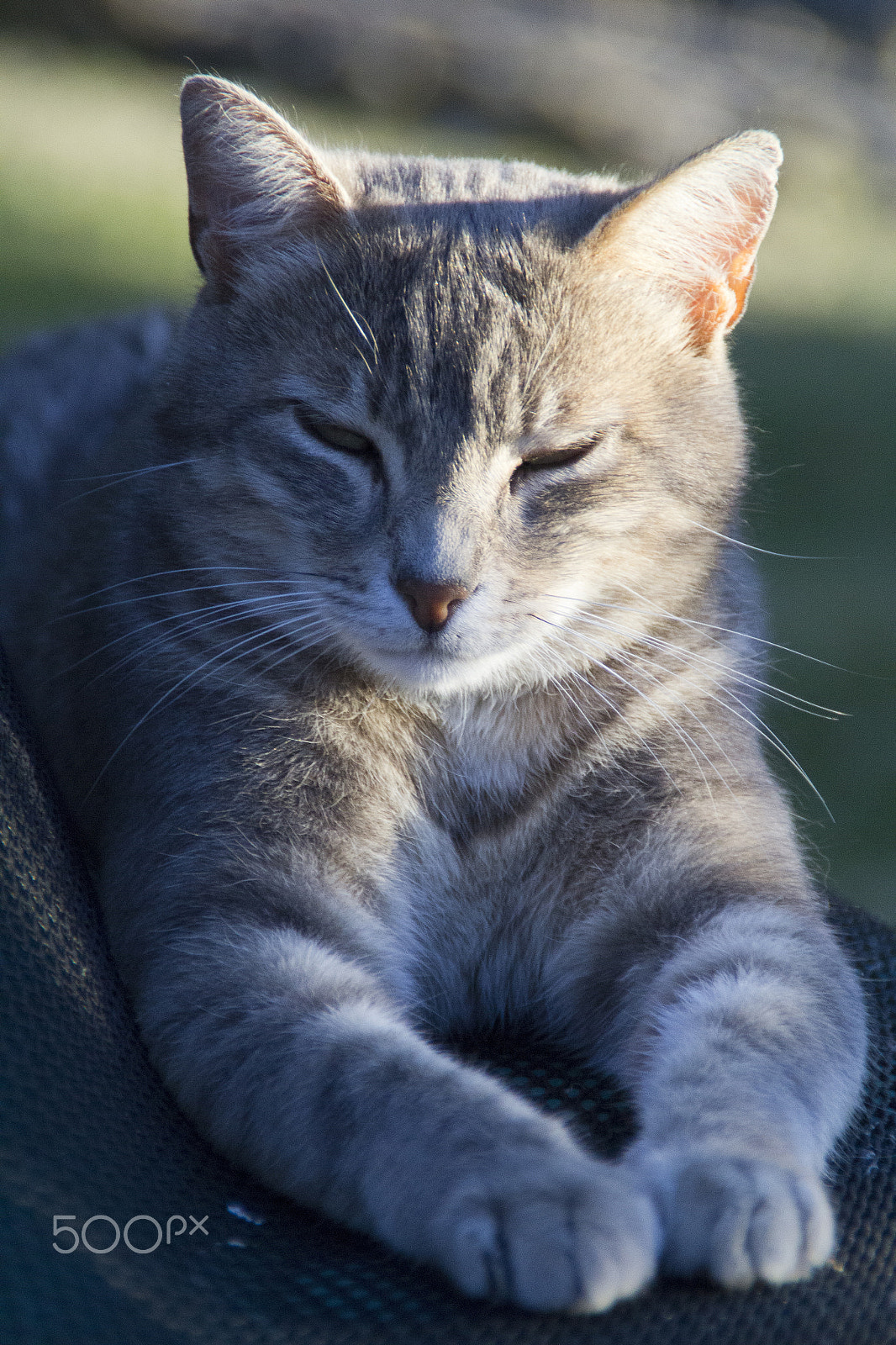 Canon EOS 60D sample photo. Tilly photography