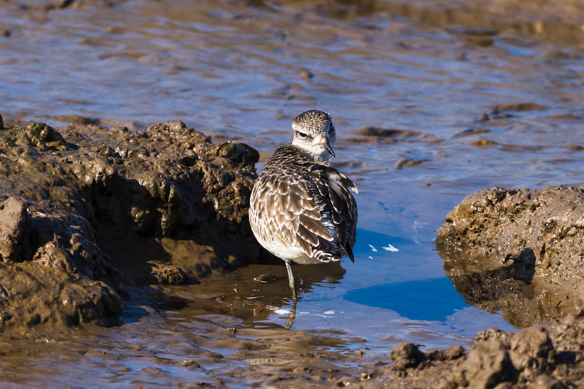 150-600mm F5-6.3 DG OS HSM | Contemporary 015 sample photo. Grey plover photography
