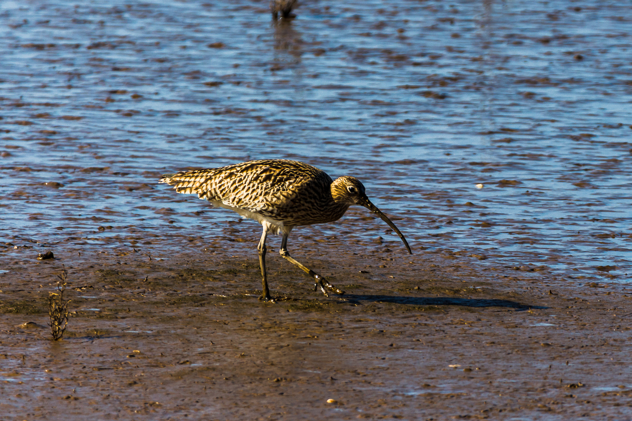 Canon EOS 700D (EOS Rebel T5i / EOS Kiss X7i) + 150-600mm F5-6.3 DG OS HSM | Contemporary 015 sample photo. Curlew waliking the mud photography
