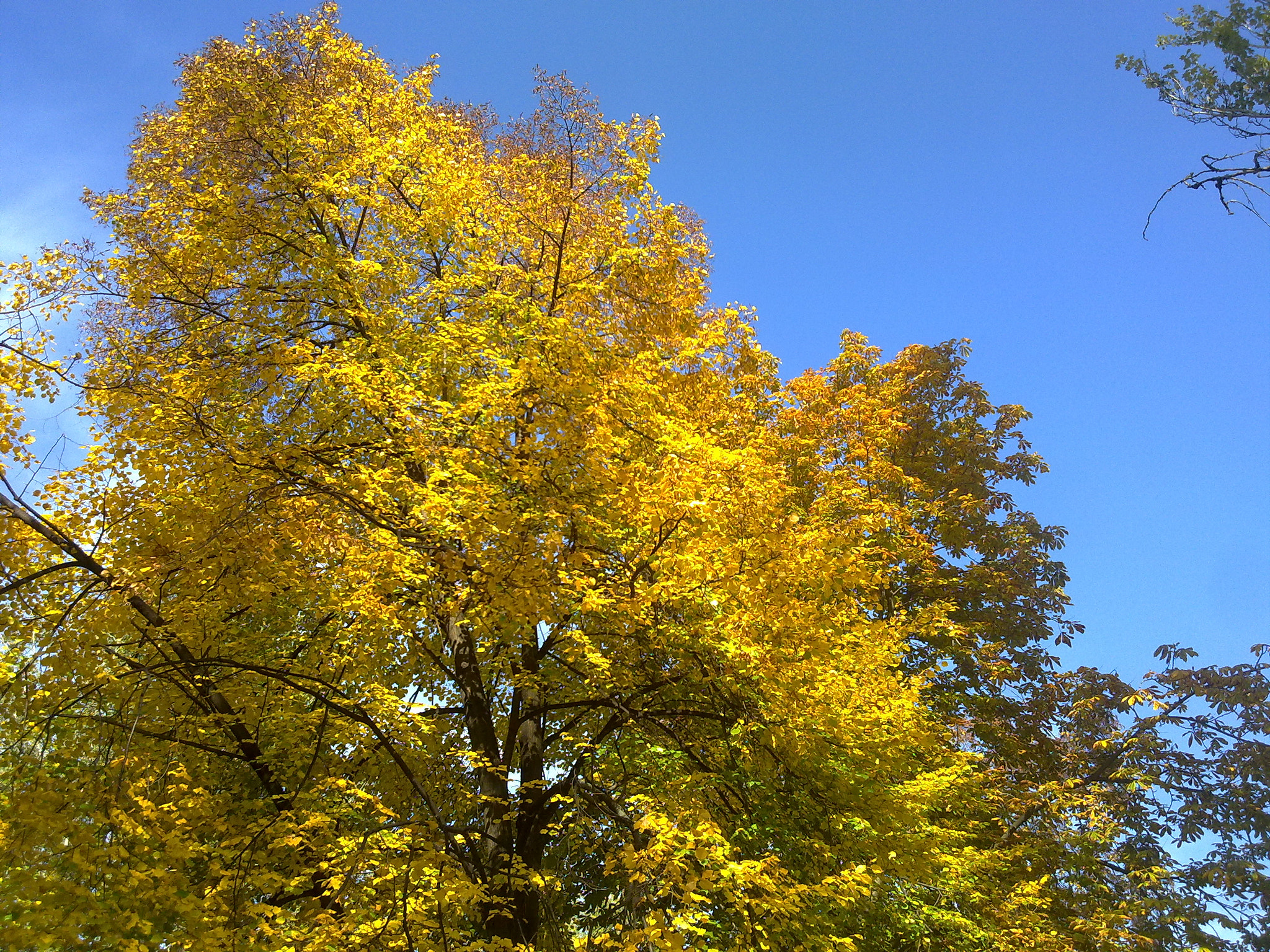 Nokia N97 sample photo. Yellow trees photography