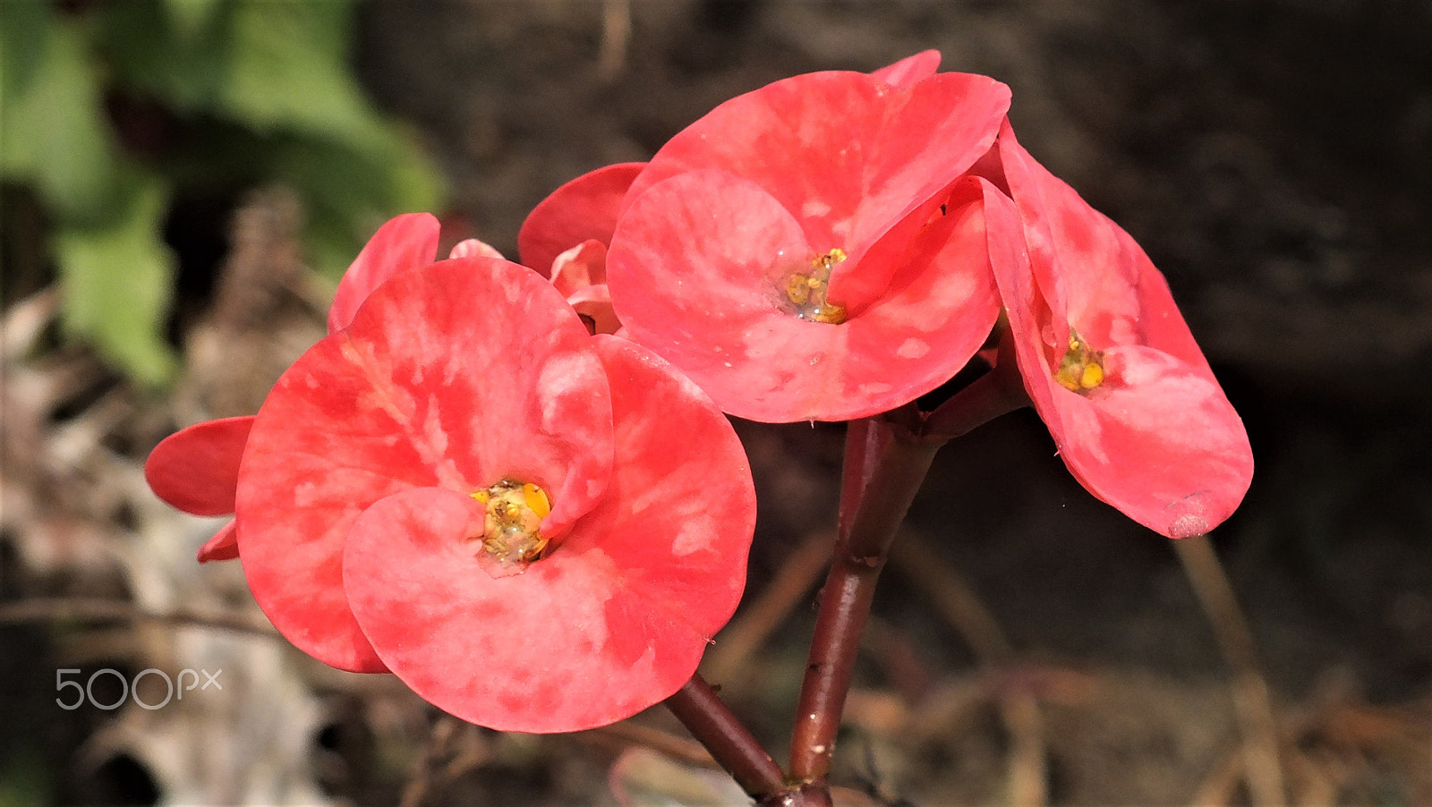 Fujifilm FinePix HS28EXR sample photo. Flower photography