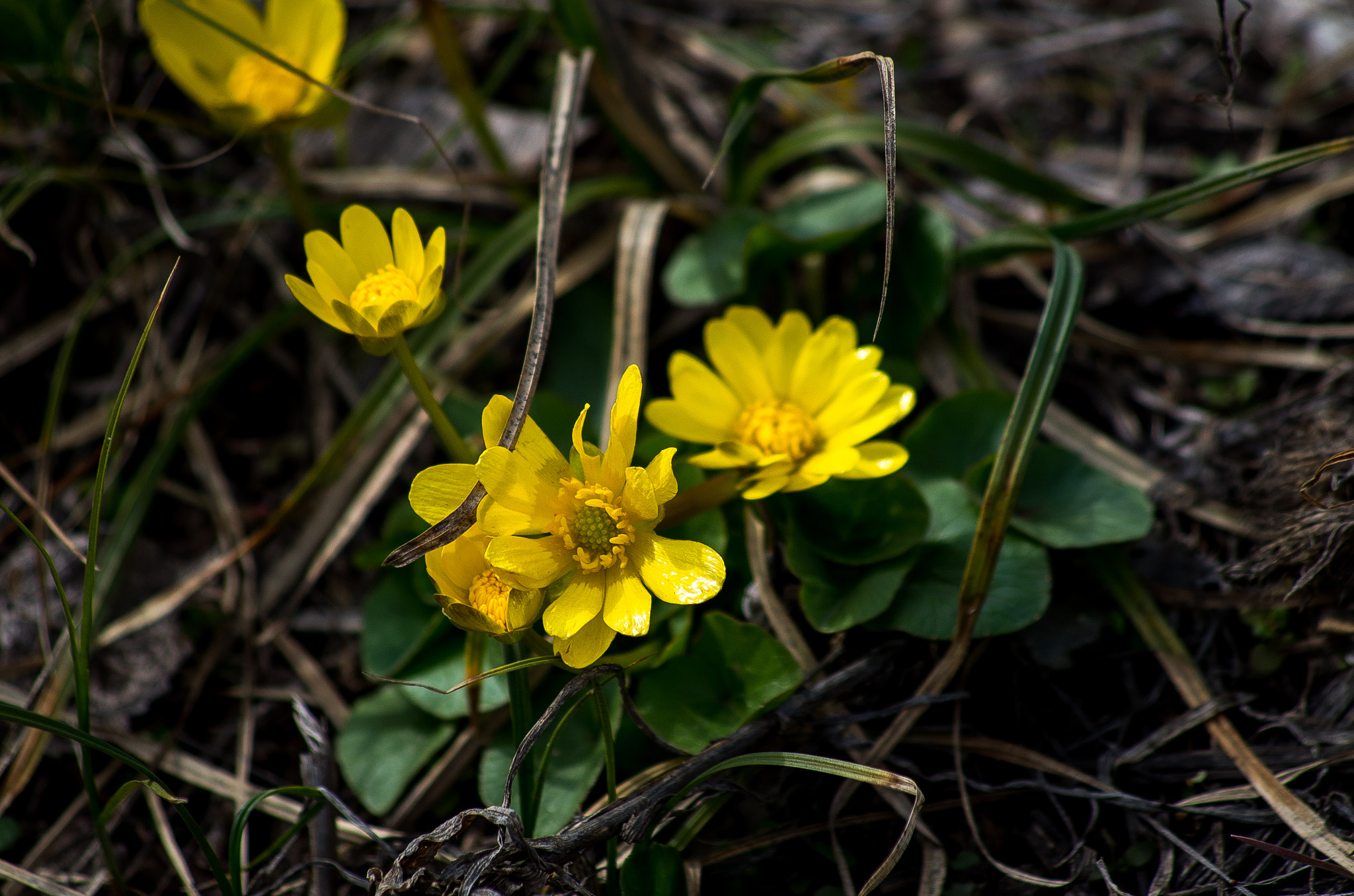 HD Pentax DA 55-300mm F4.0-5.8 ED WR sample photo. Spring flower photography