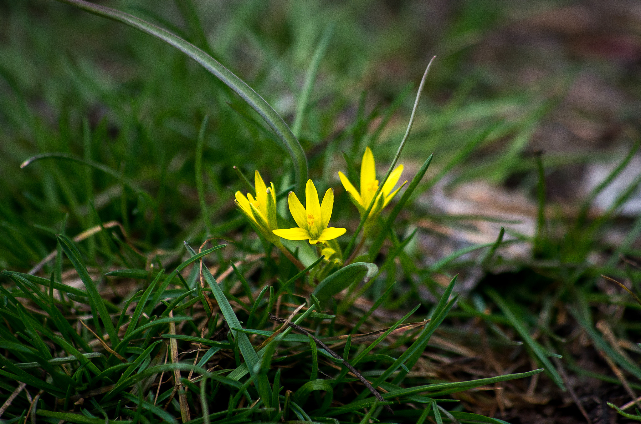 HD Pentax DA 55-300mm F4.0-5.8 ED WR sample photo. Spring flower photography
