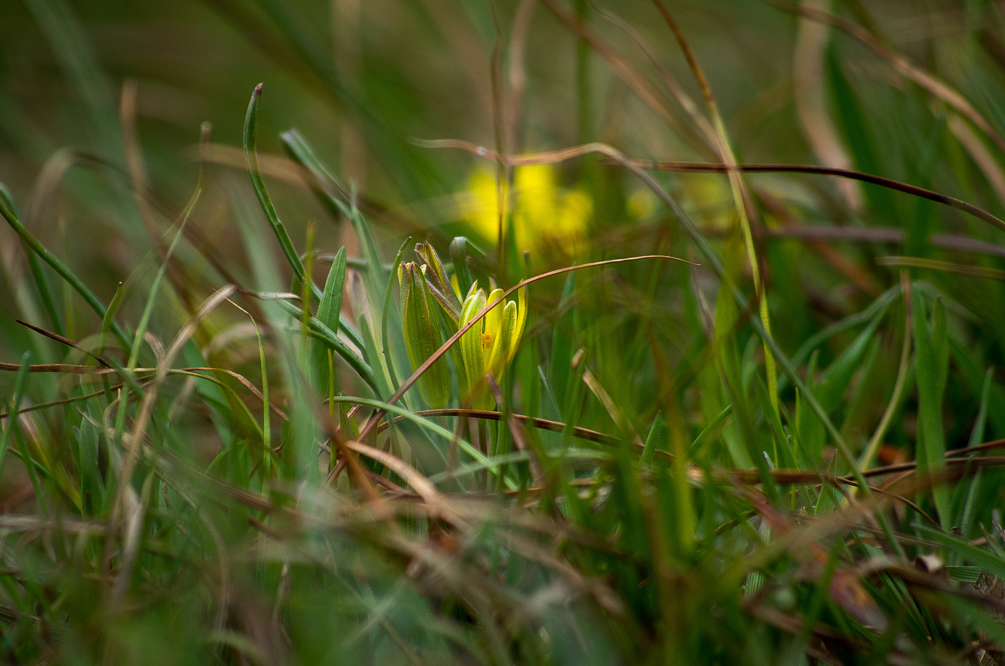 HD Pentax DA 55-300mm F4.0-5.8 ED WR sample photo. Spring flower photography