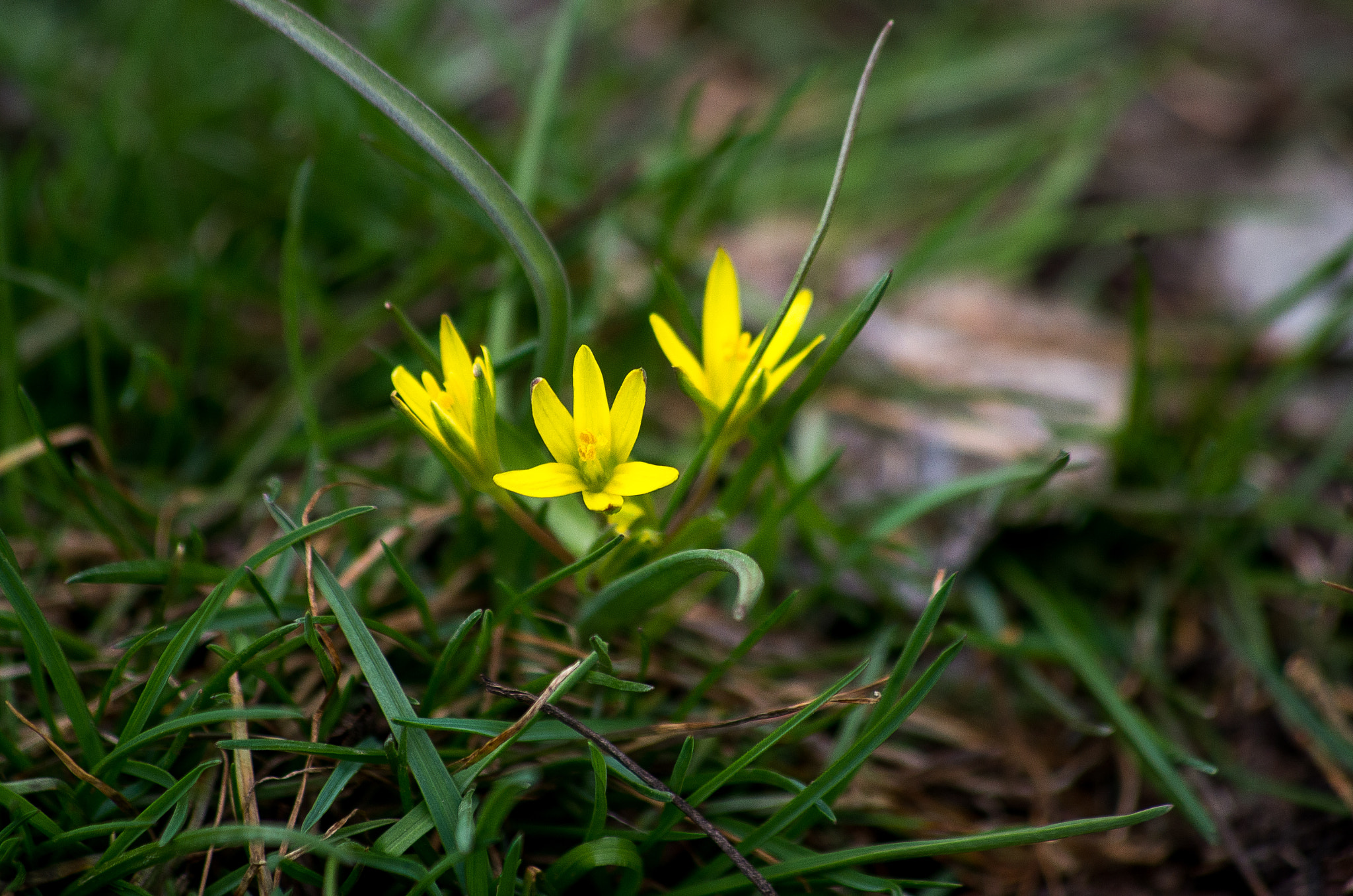 Pentax K-30 + HD Pentax DA 55-300mm F4.0-5.8 ED WR sample photo. Spring flower photography