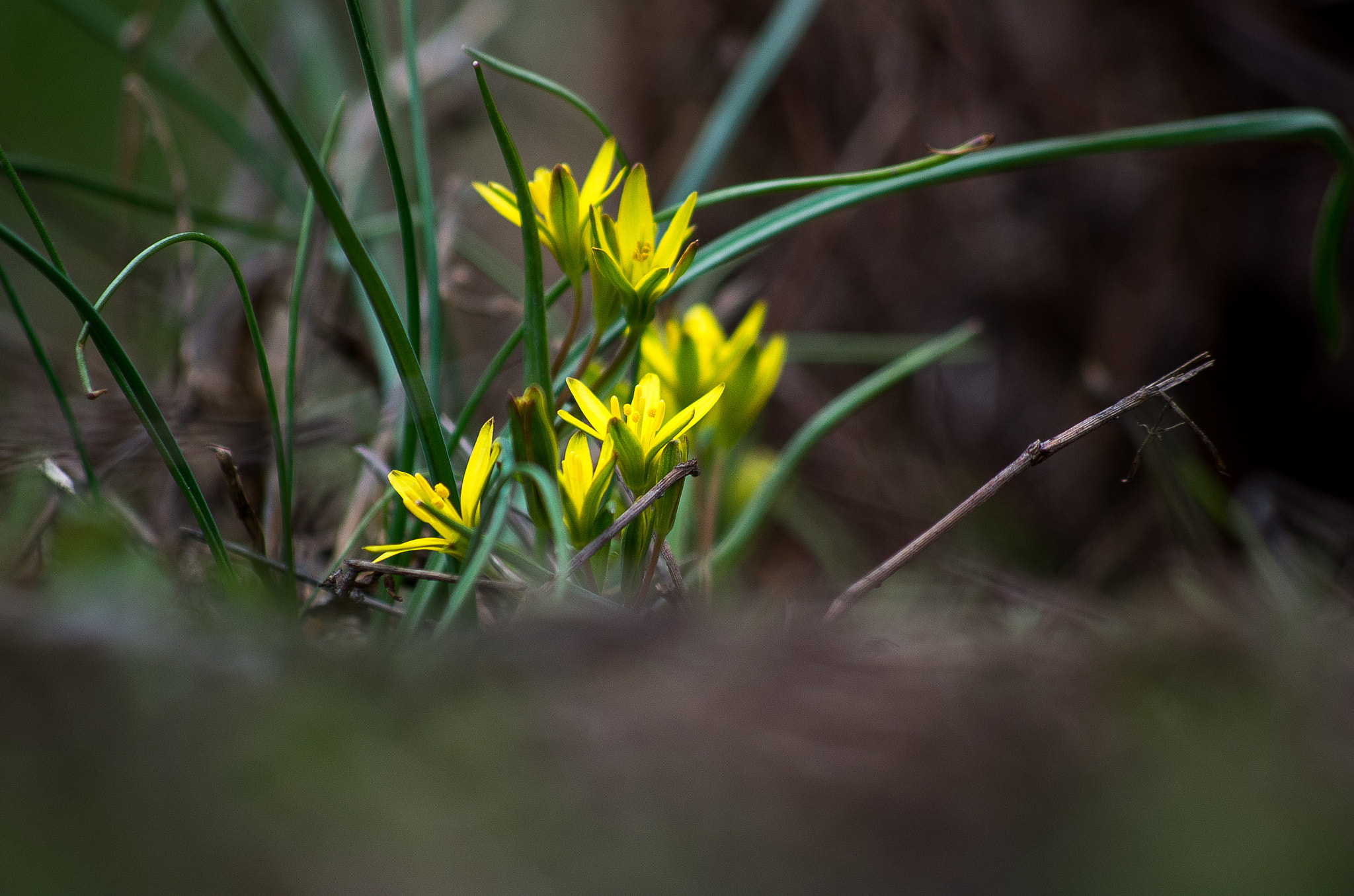 HD Pentax DA 55-300mm F4.0-5.8 ED WR sample photo. Spring flower photography